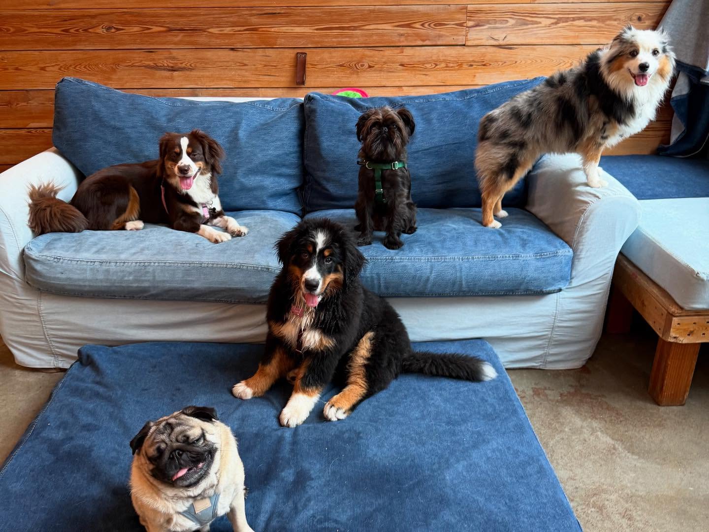 The Dog Institute of Williamsburg Brooklyn