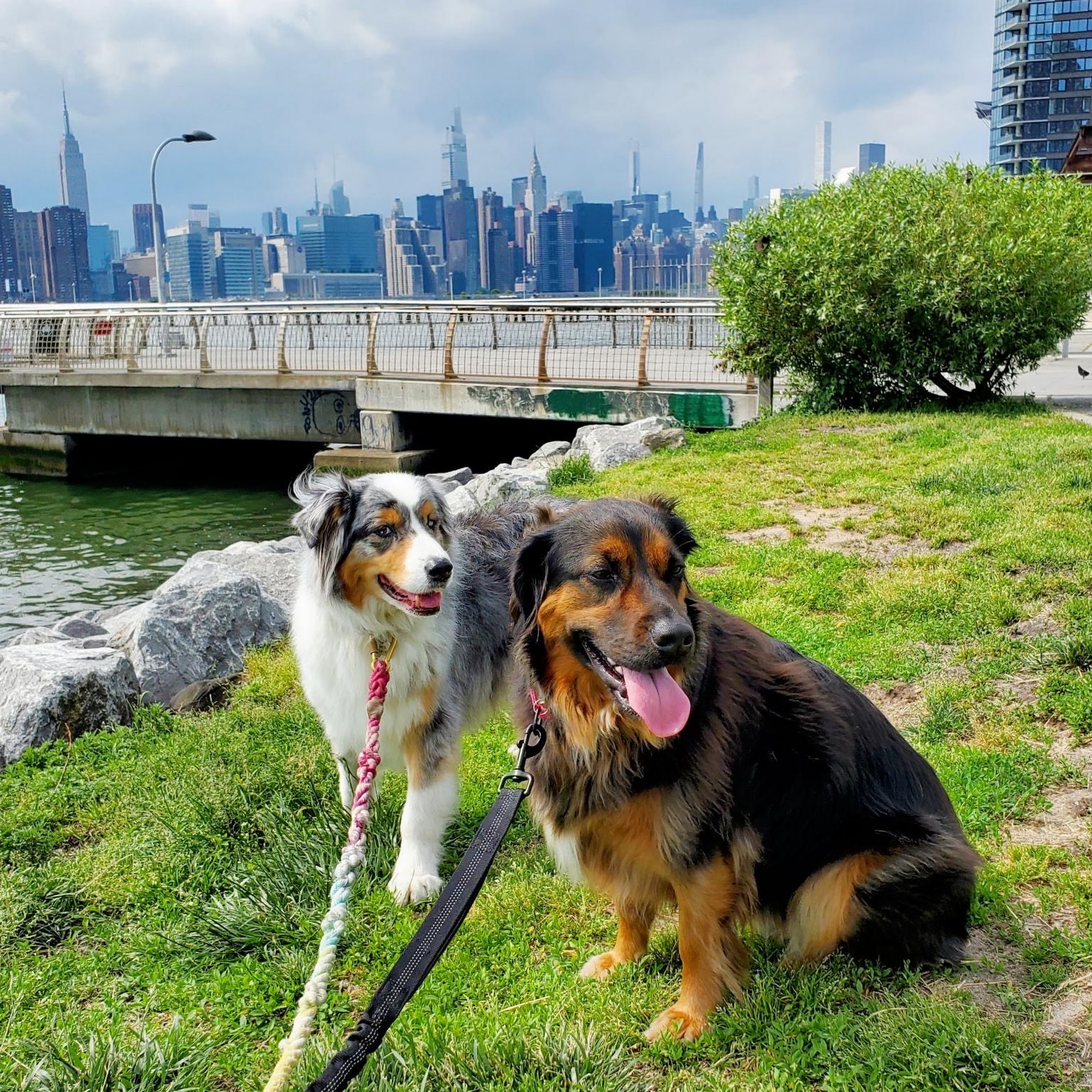 NYC Doggystyle Brooklyn