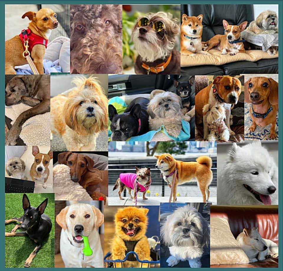 Barks And Wag