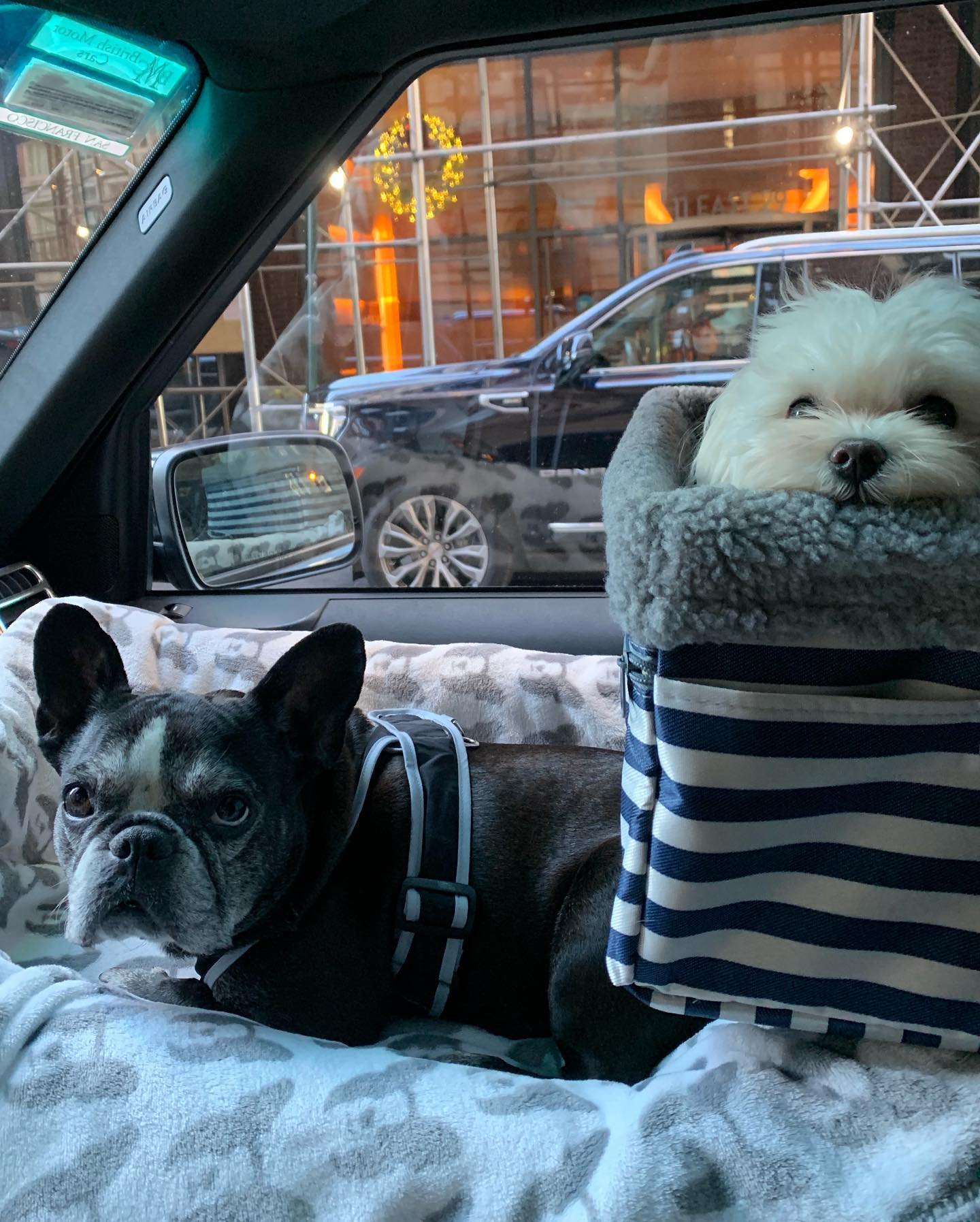 Barks And Wag