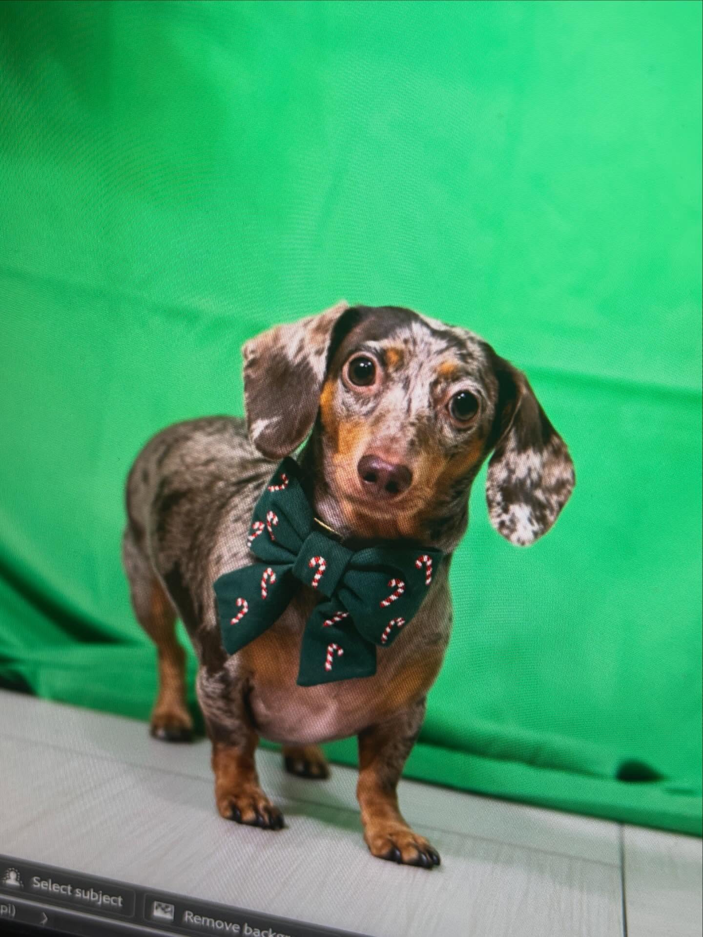 PUPS Pet Club Brooklyn