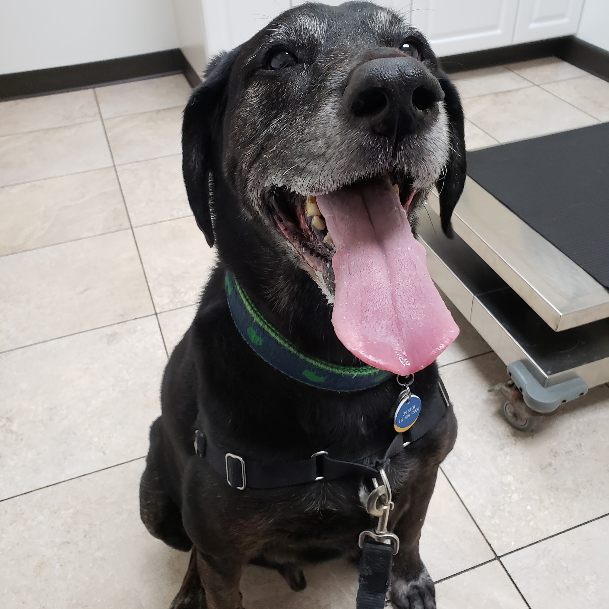 Mcclelland Small Animal Hospital: Reynders Marylisa DVM Buffalo