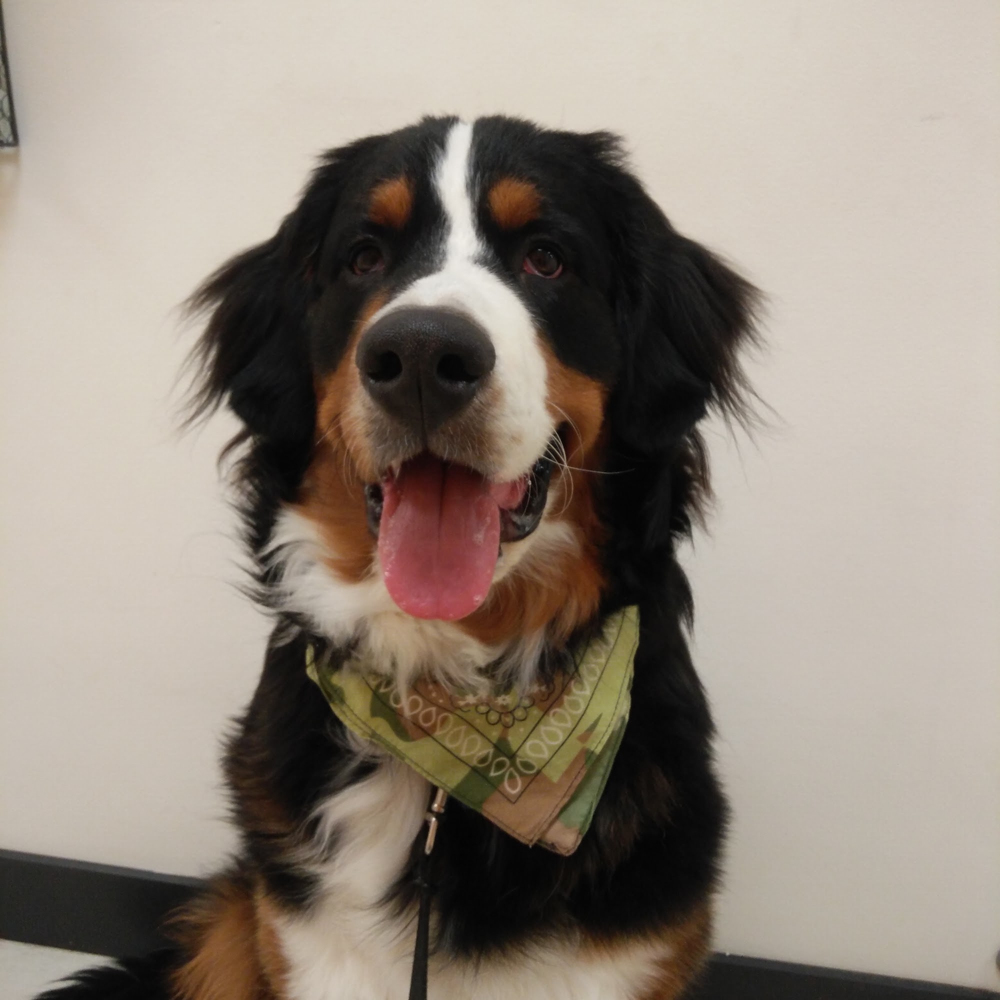 Nickel City Animal Hospital Buffalo