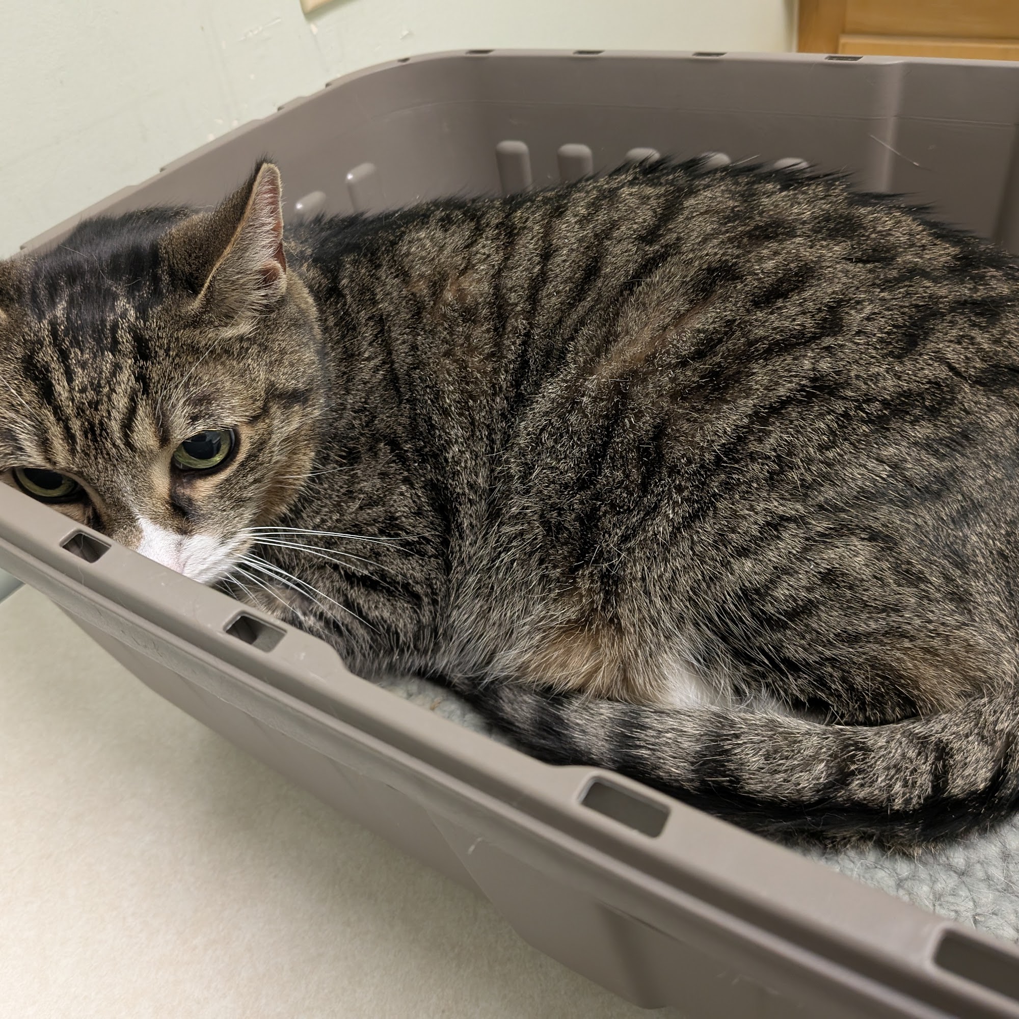 Central Park Animal Hospital Buffalo