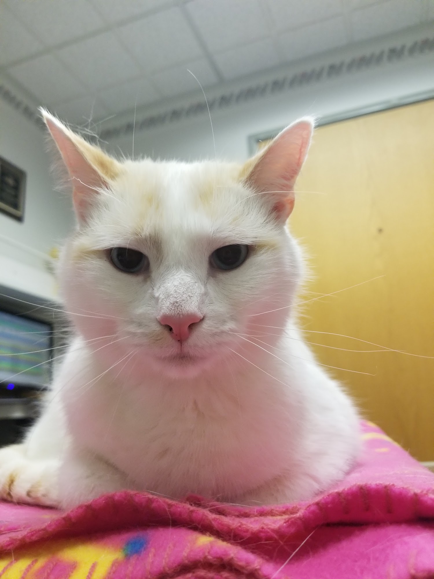 VCA Sheridan Animal Hospital Buffalo