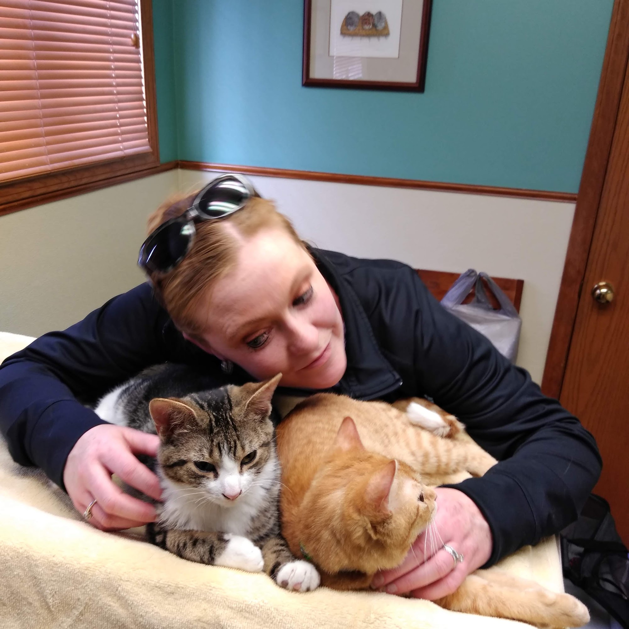 Amherst Small Animal Hospital Buffalo