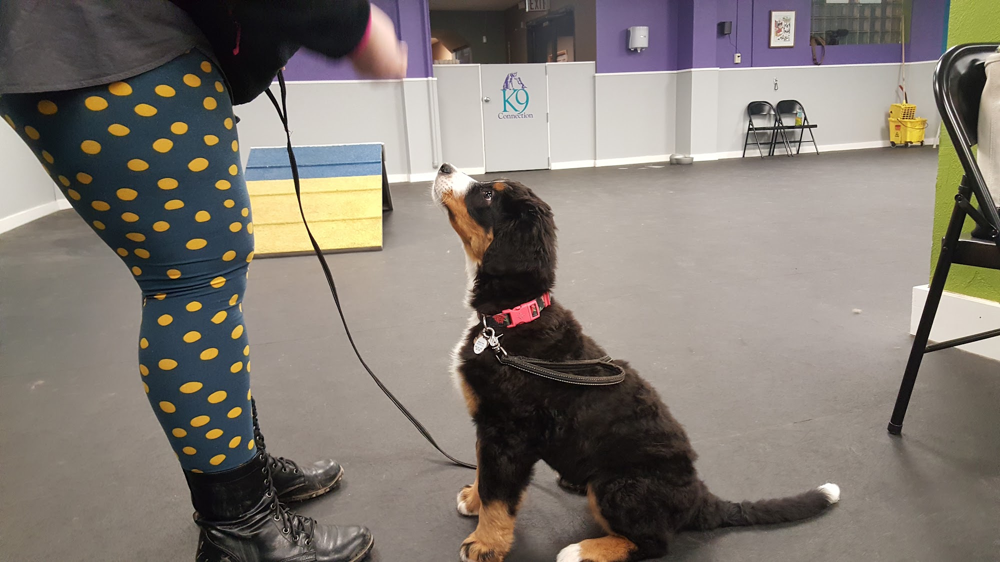 K9 Connection Buffalo