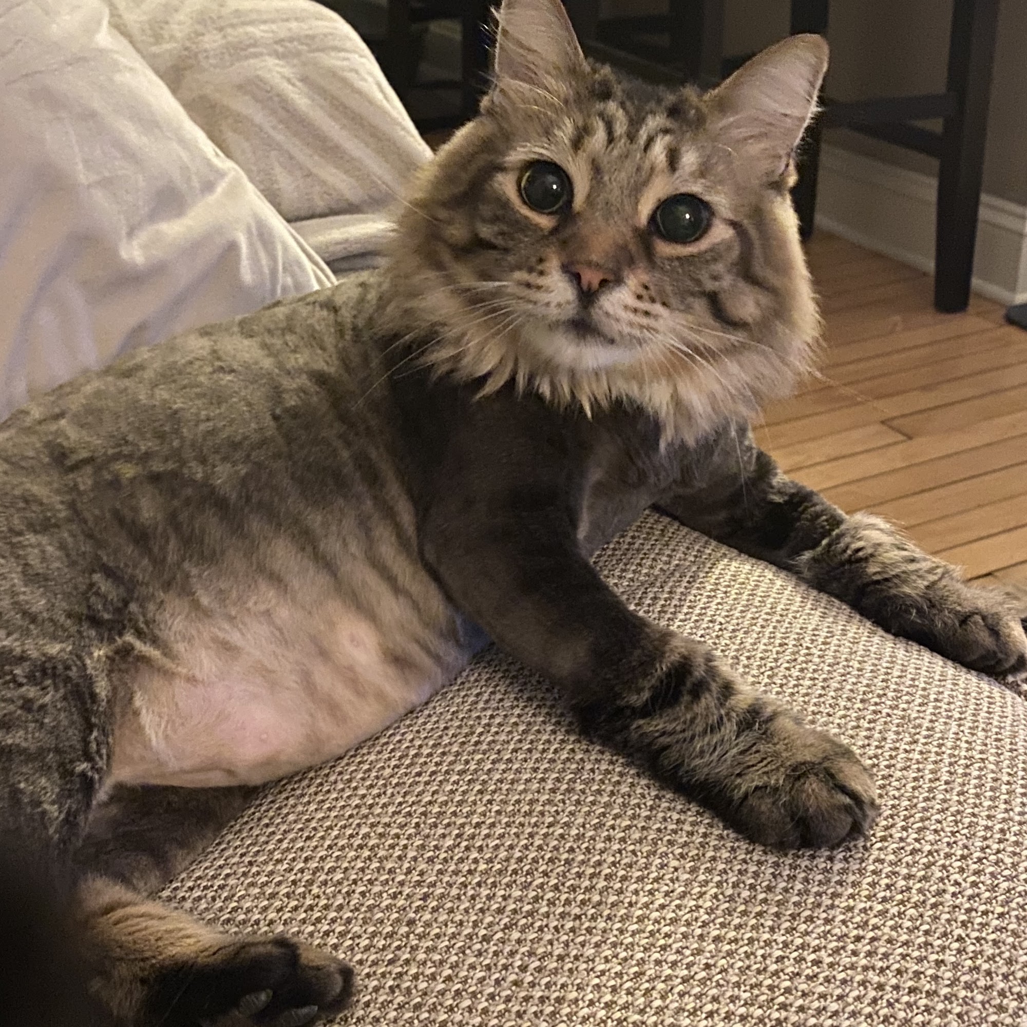 Bark Avenue Pet Salon Buffalo