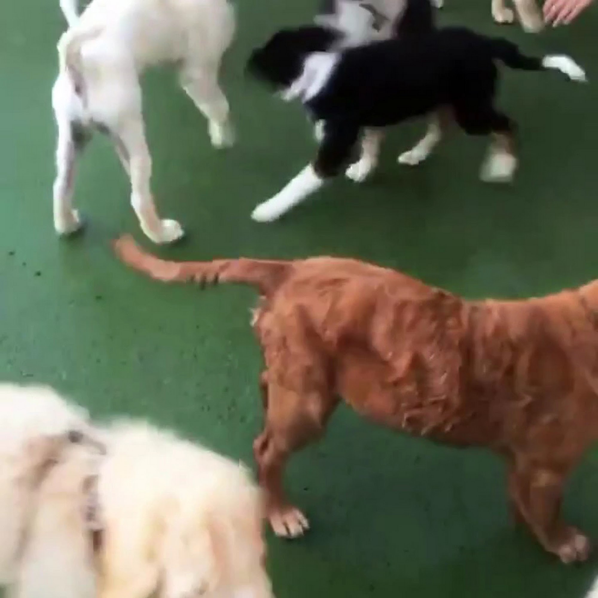 Dog Days of Buffalo Buffalo