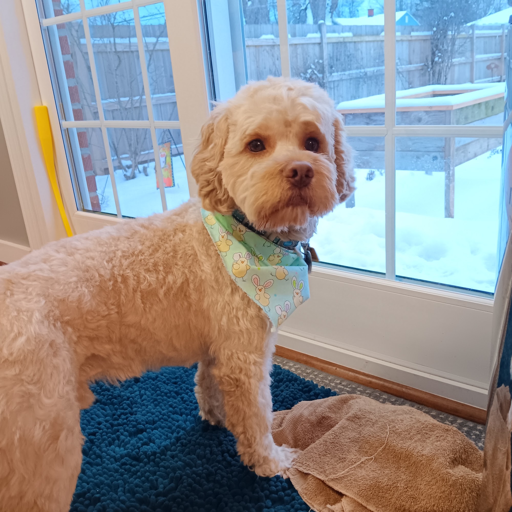 Darcy's Grooming Buffalo