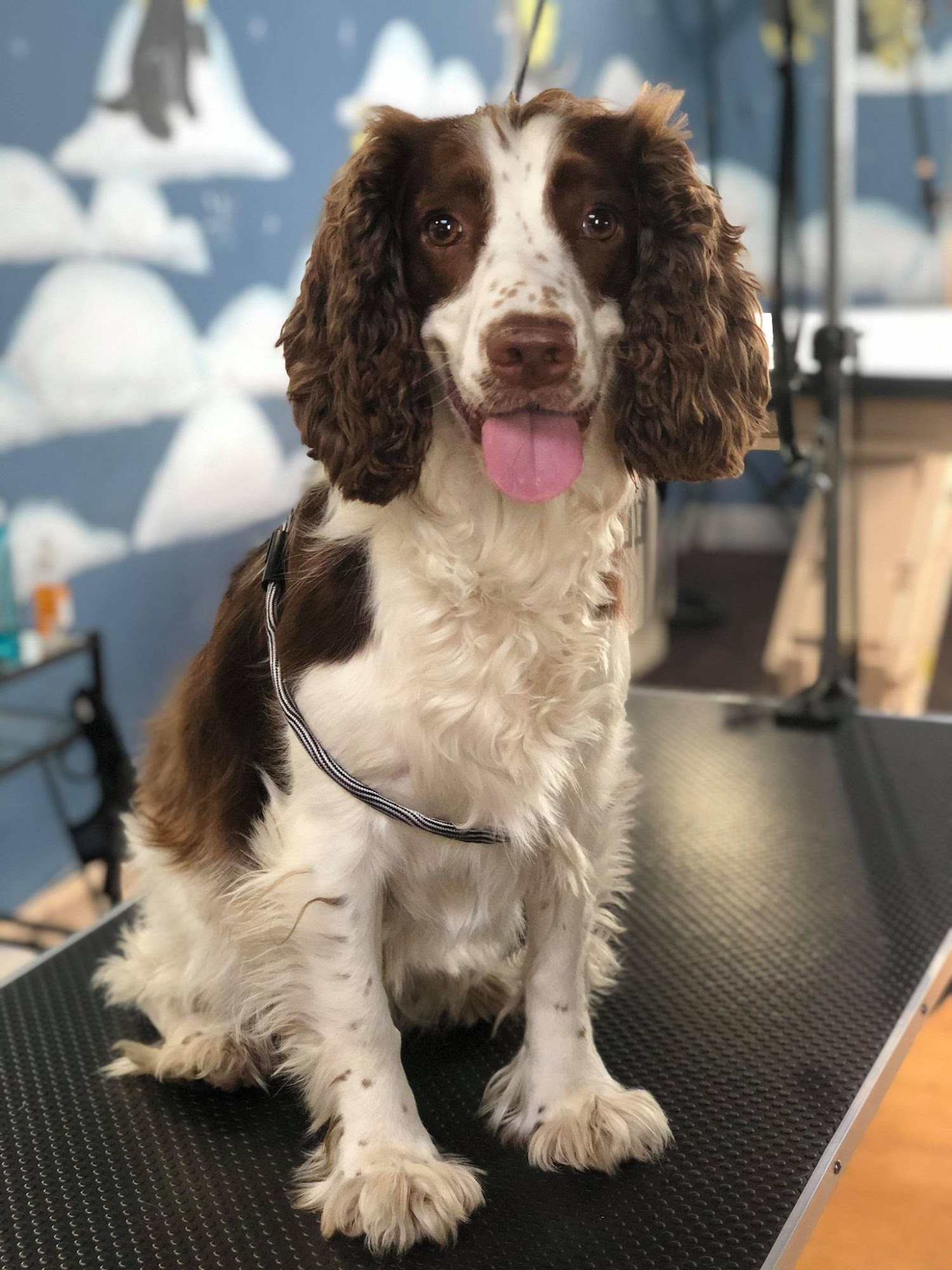 Alford's Angels LLC Buffalo