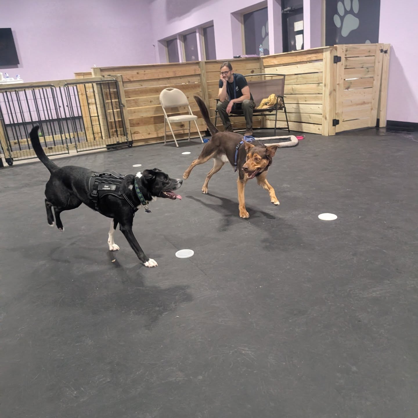 Canine Complex & Friends (Buffalo) Buffalo