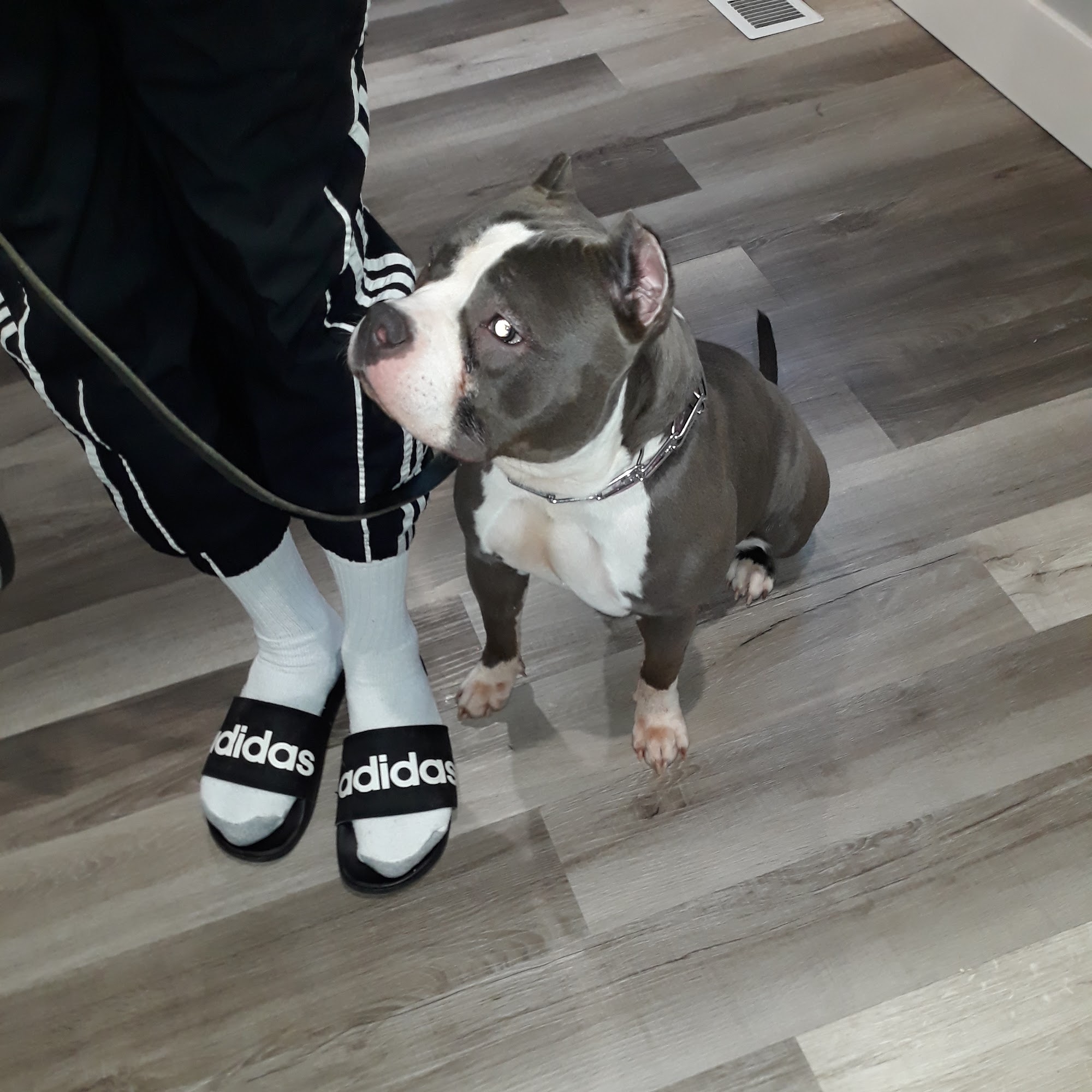 KANINE COMMAND Buffalo