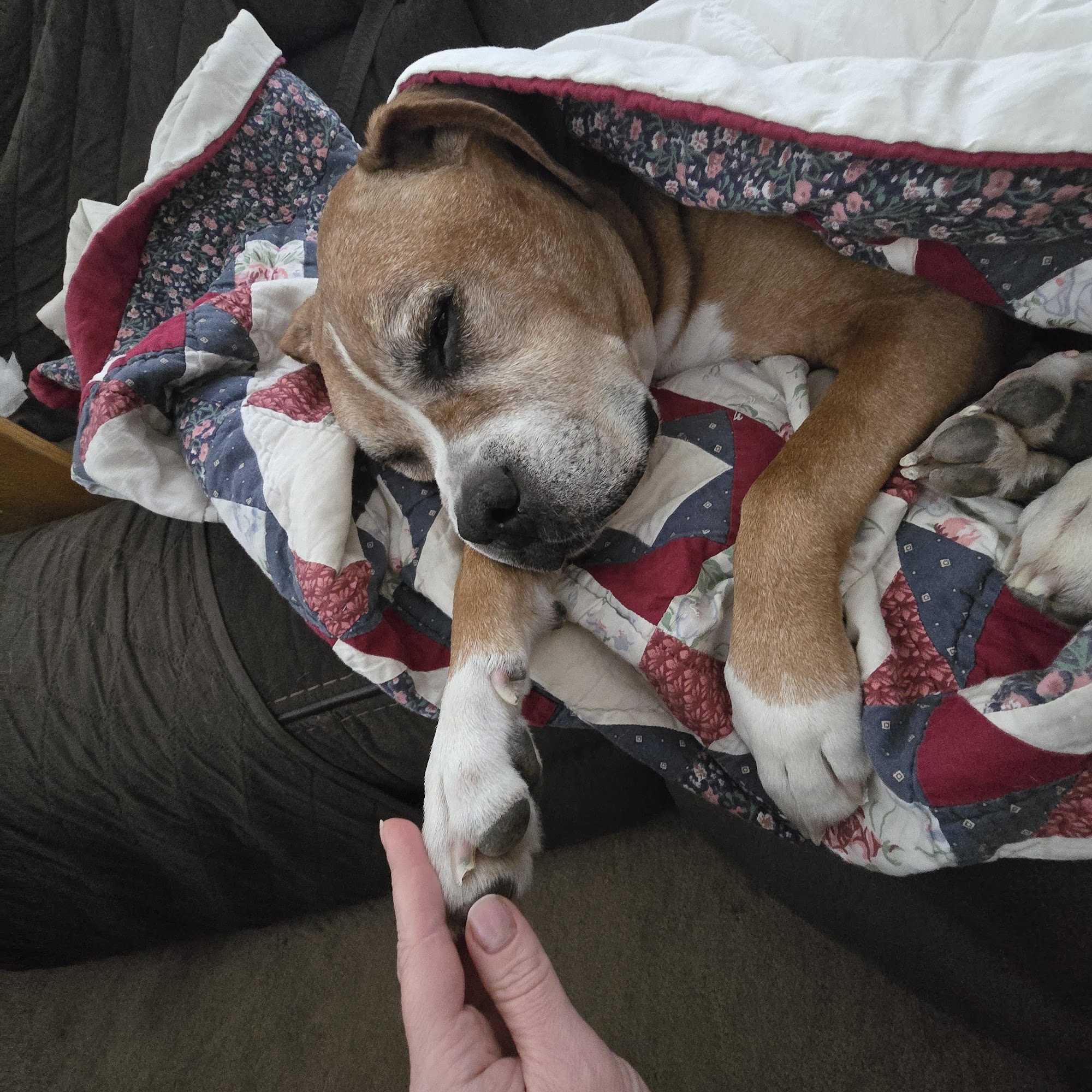 Pumpkin Hill Veterinary Clinic Byron