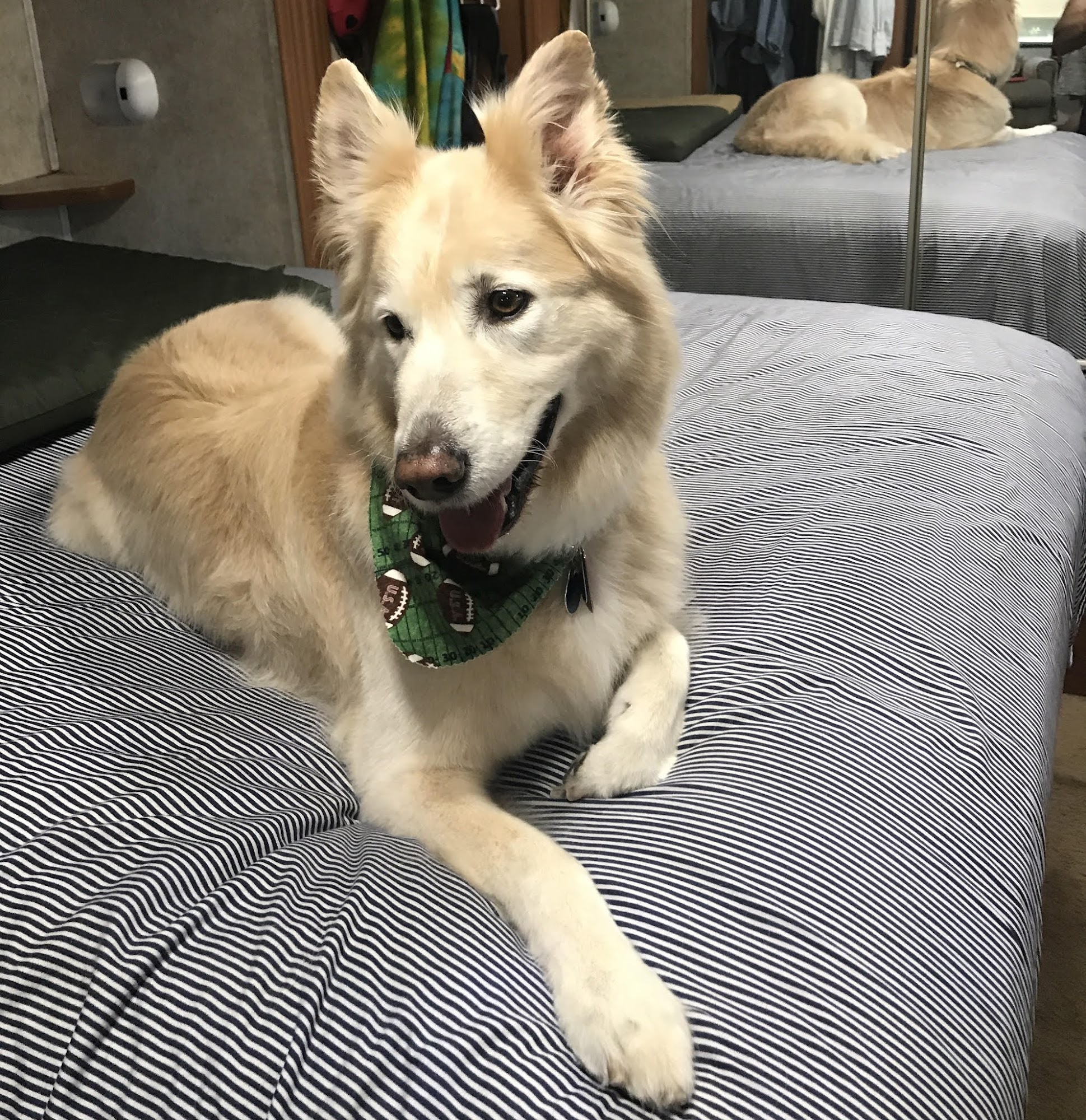 Untangled Pet Styling Salon Byron