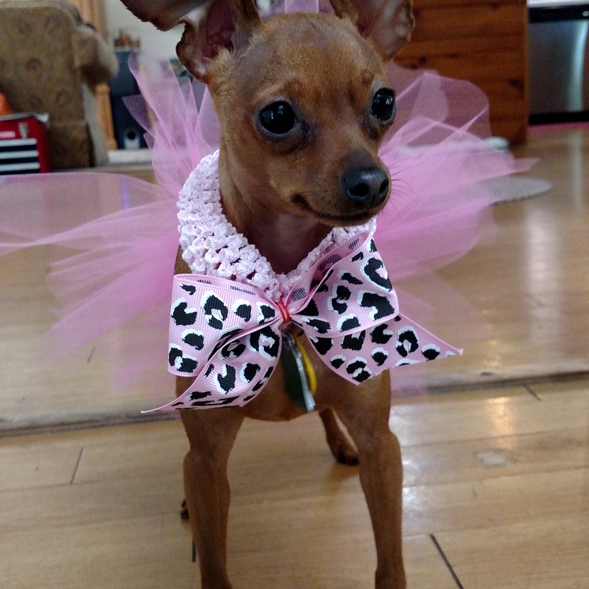 Untangled Pet Styling Salon Byron