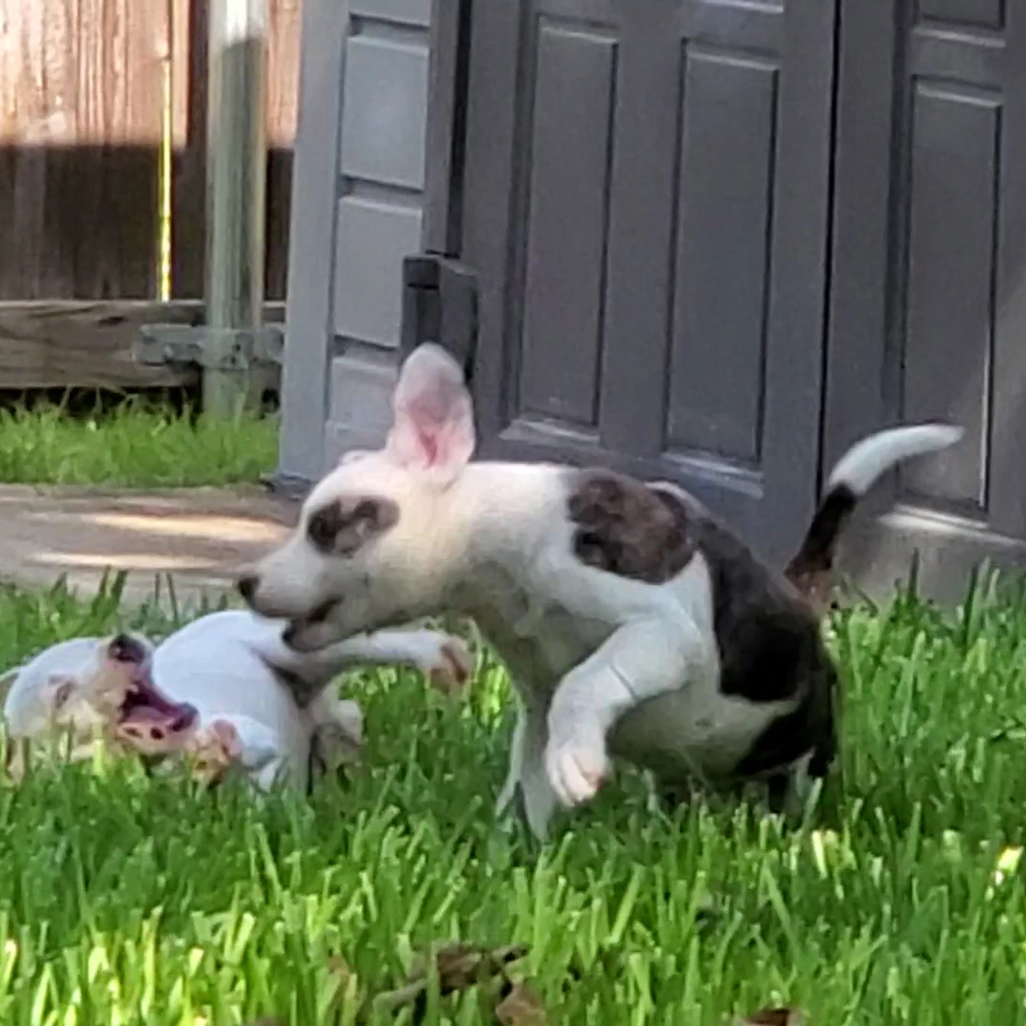 Kent Animal Shelter Calverton