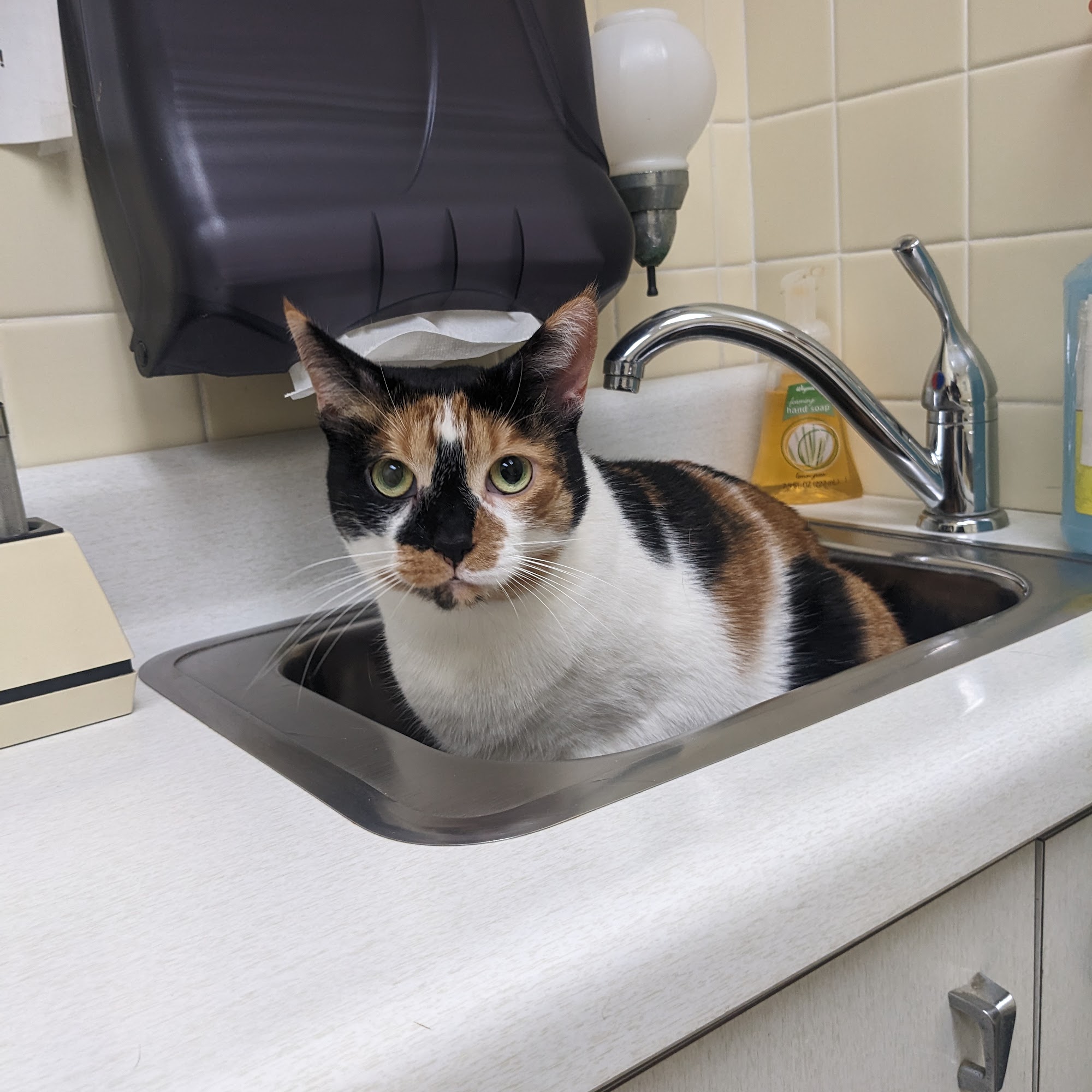 Camillus Animal Clinic, PC Camillus