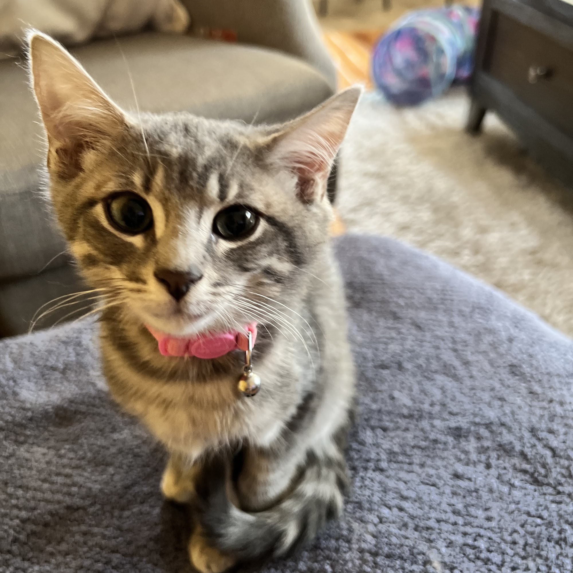 Hamptonburgh Animal Hospital Campbell Hall