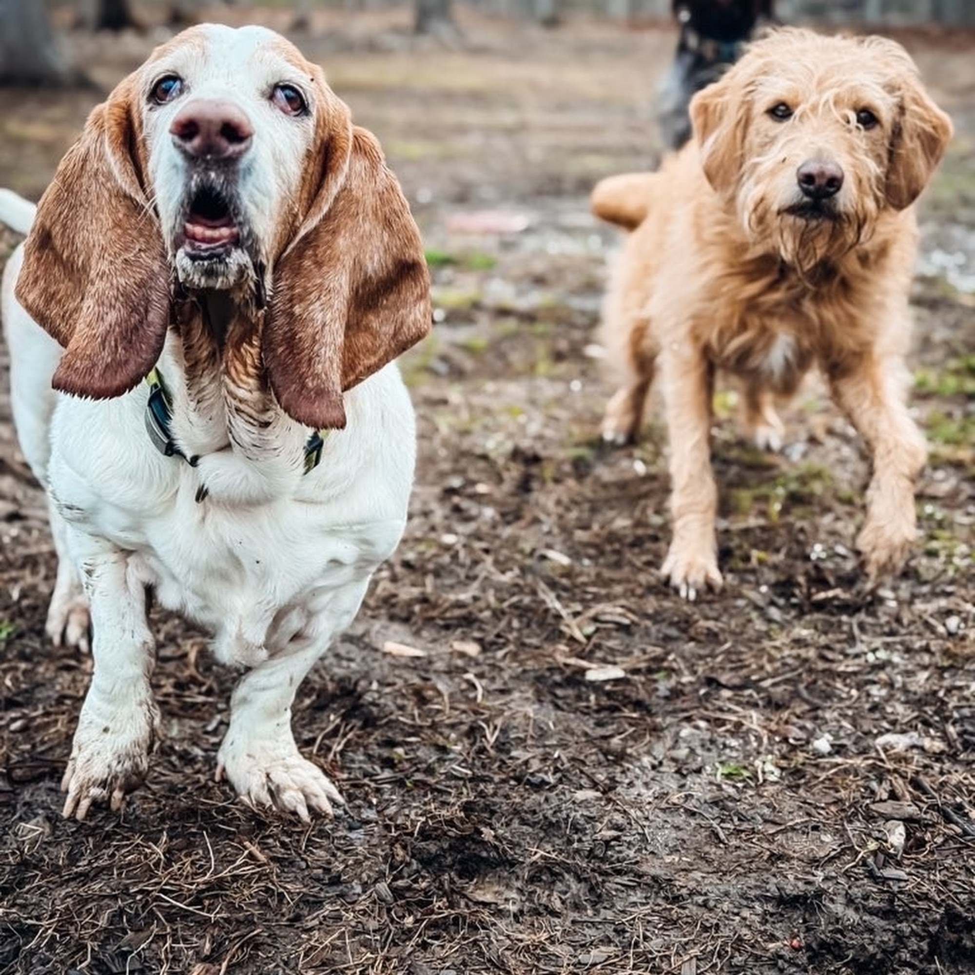 Timber Ridge Kennels Campbell Hall