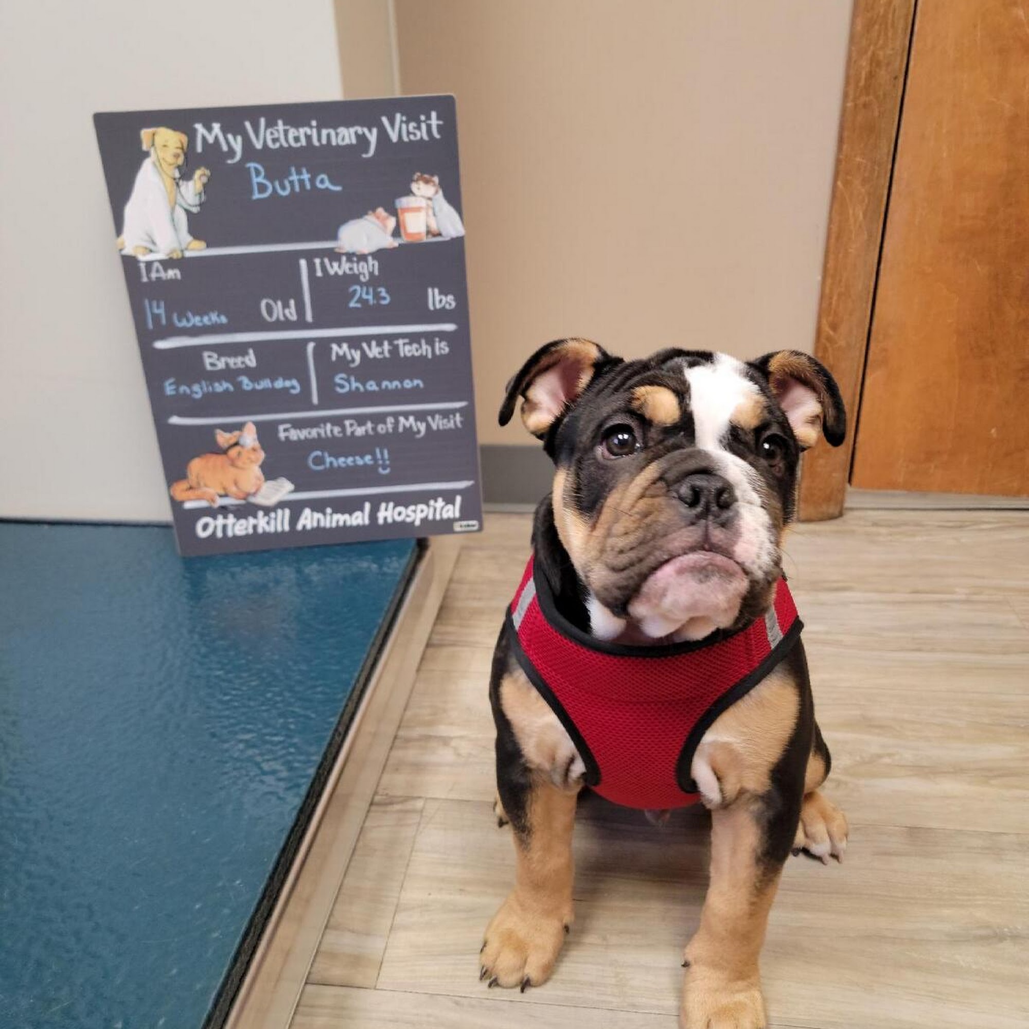 Otterkill Animal Hospital Campbell Hall