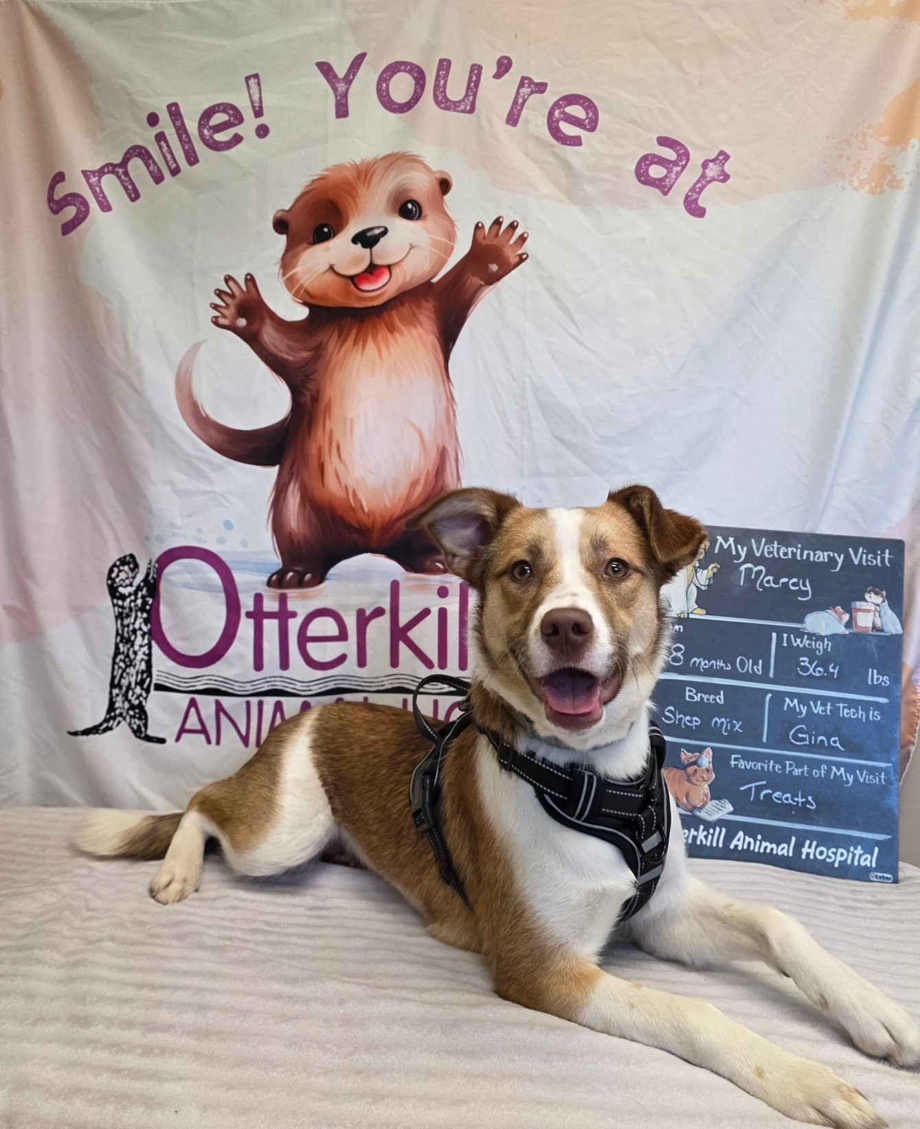 Otterkill Animal Hospital Campbell Hall