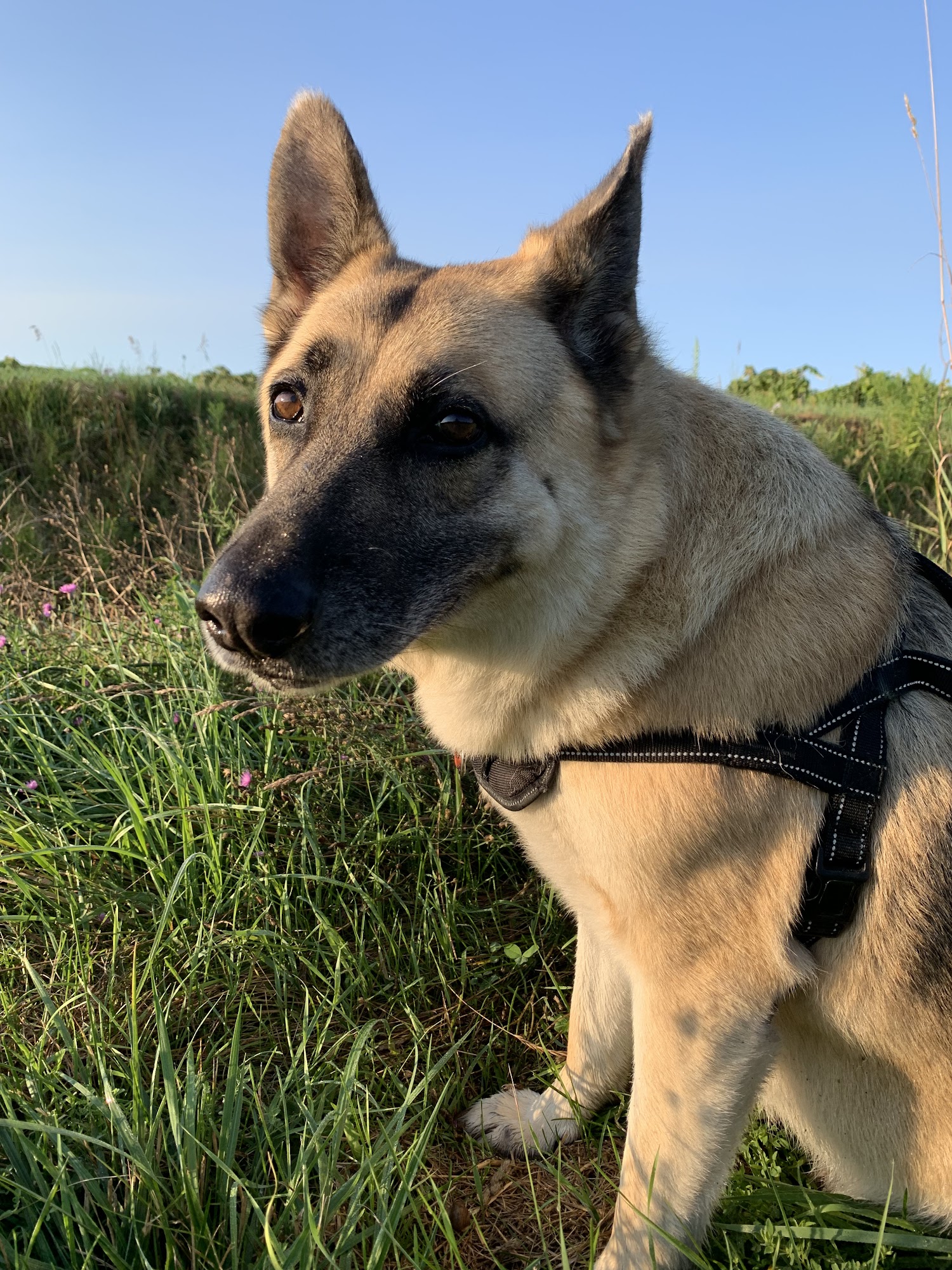 Canandaigua Veterinary Hospital Canandaigua