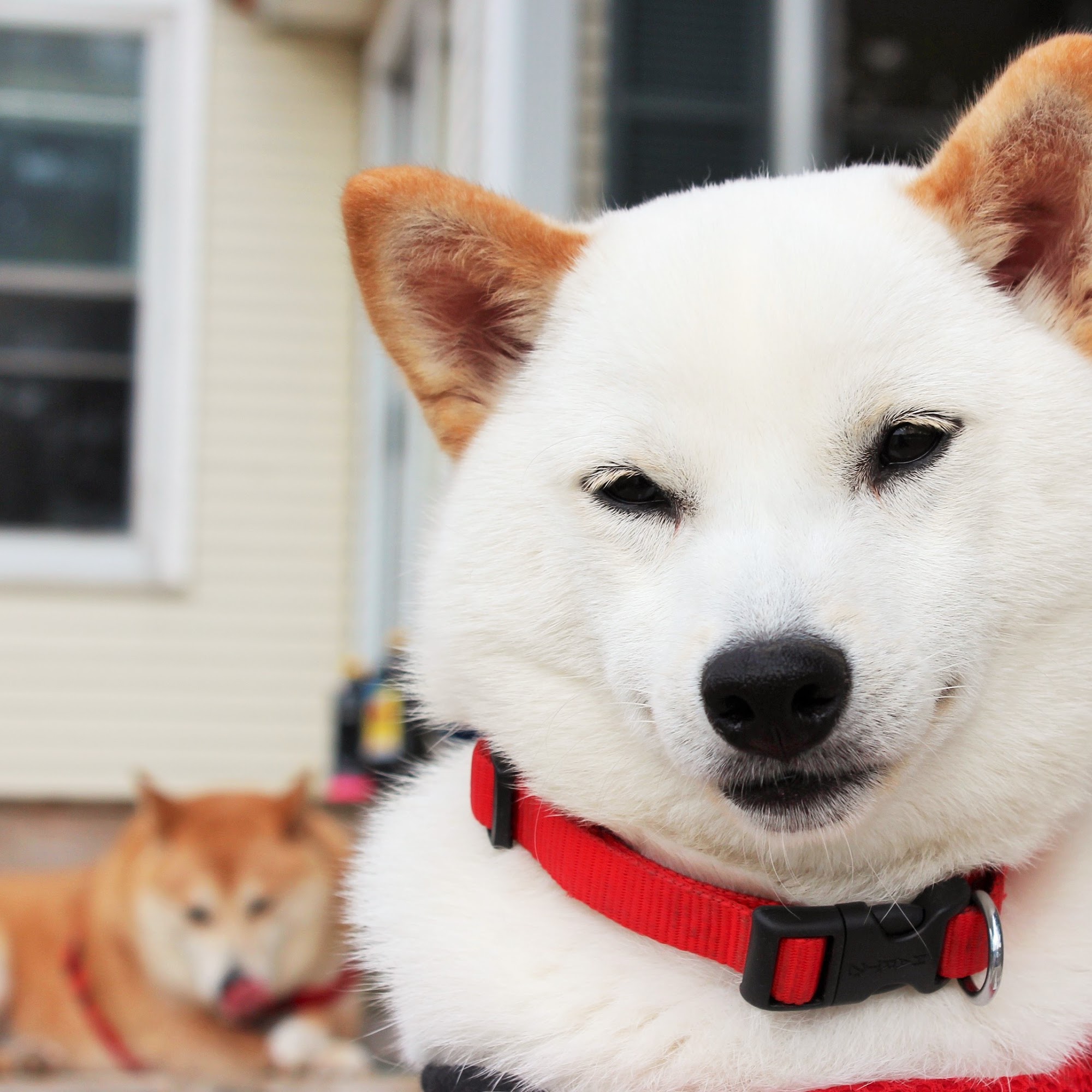 The Country Vet Canandaigua