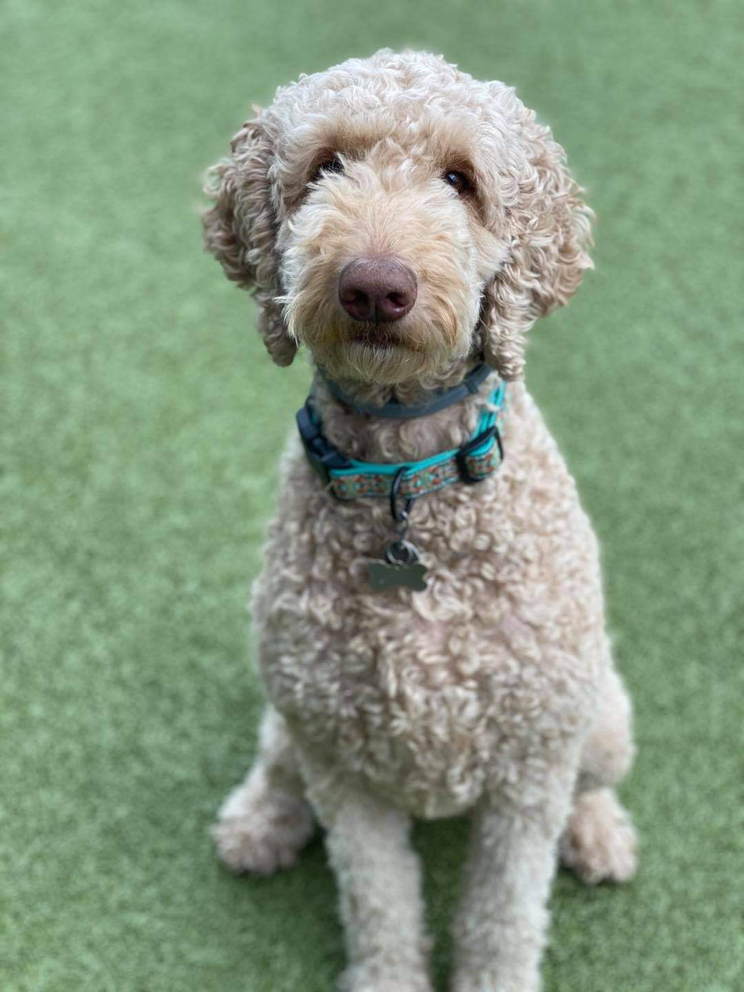 Shear PawFection Pet Spa Canandaigua