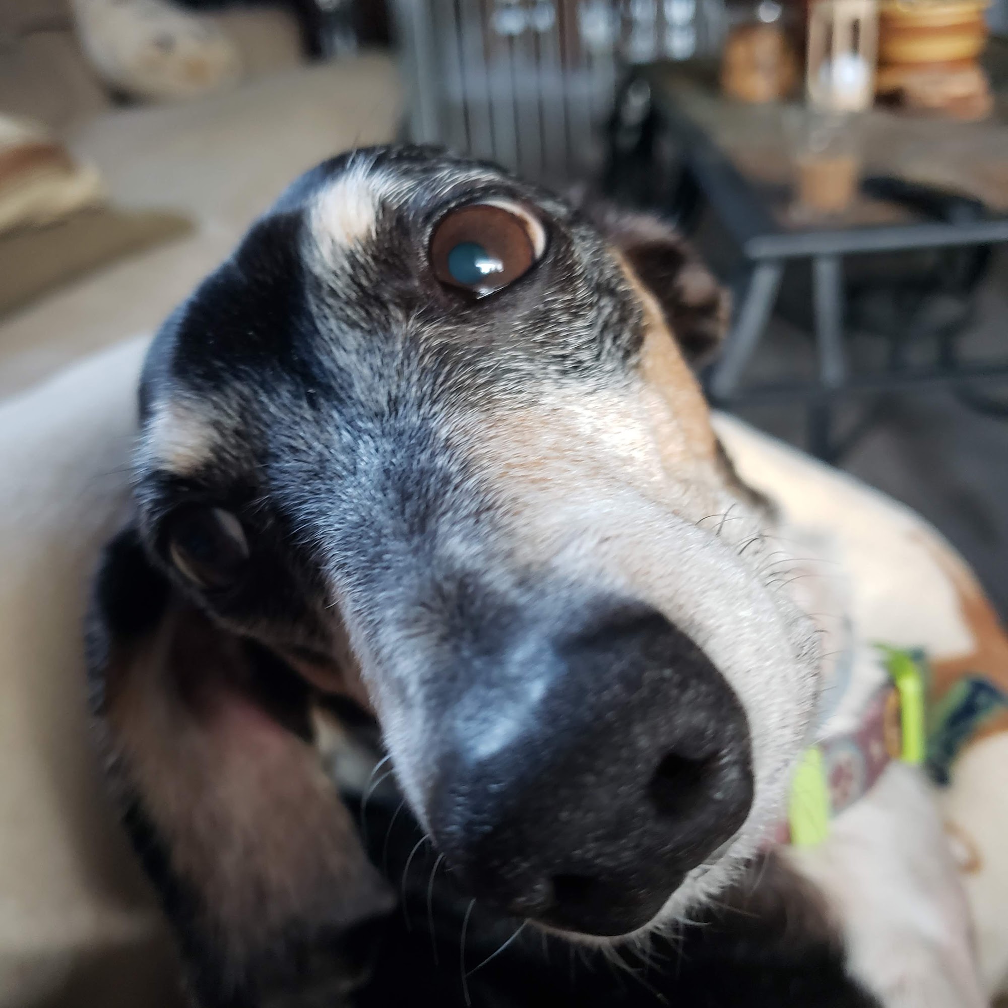 Barbara a Allen DVM Canandaigua