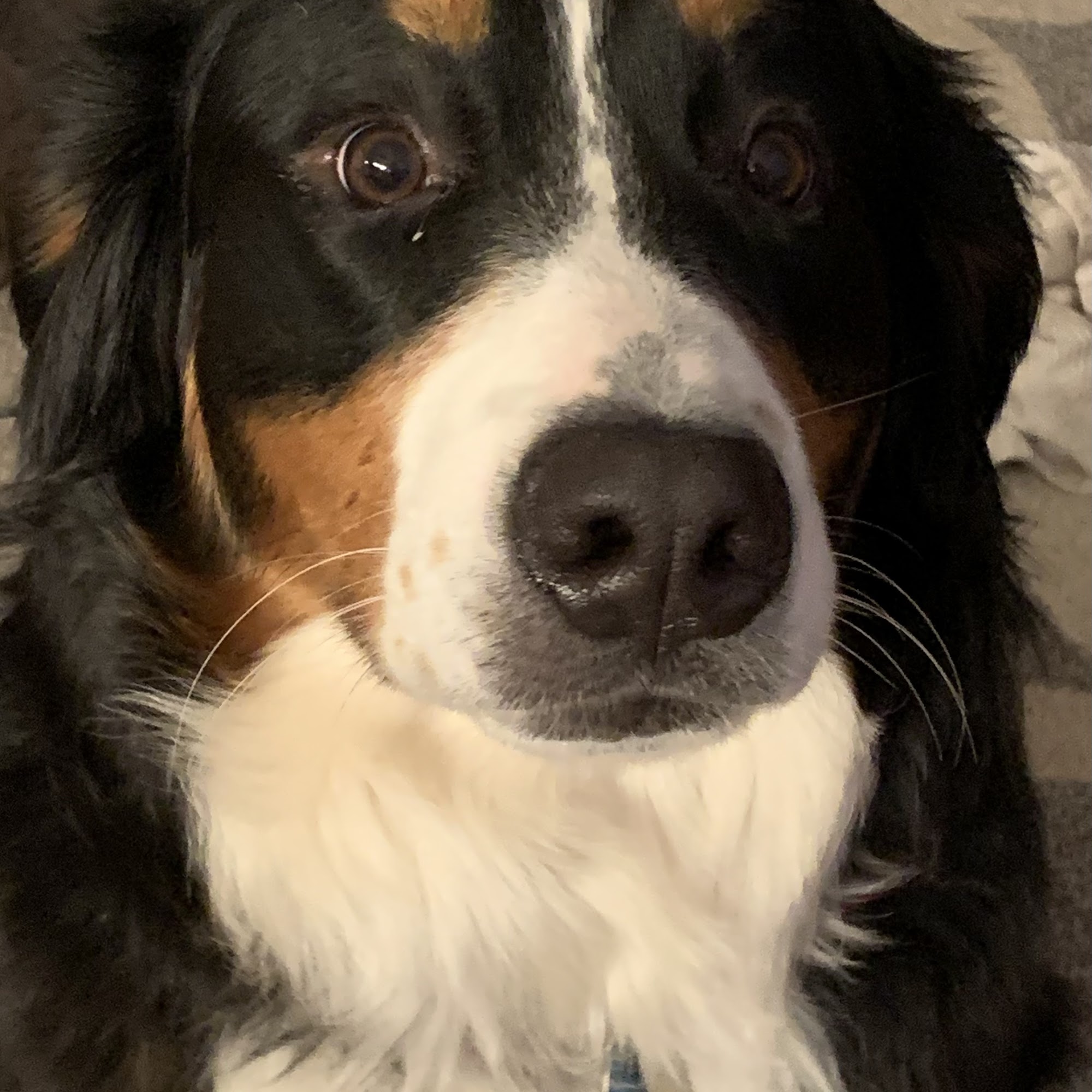 Fetching Looks Pet Grooming Canandaigua