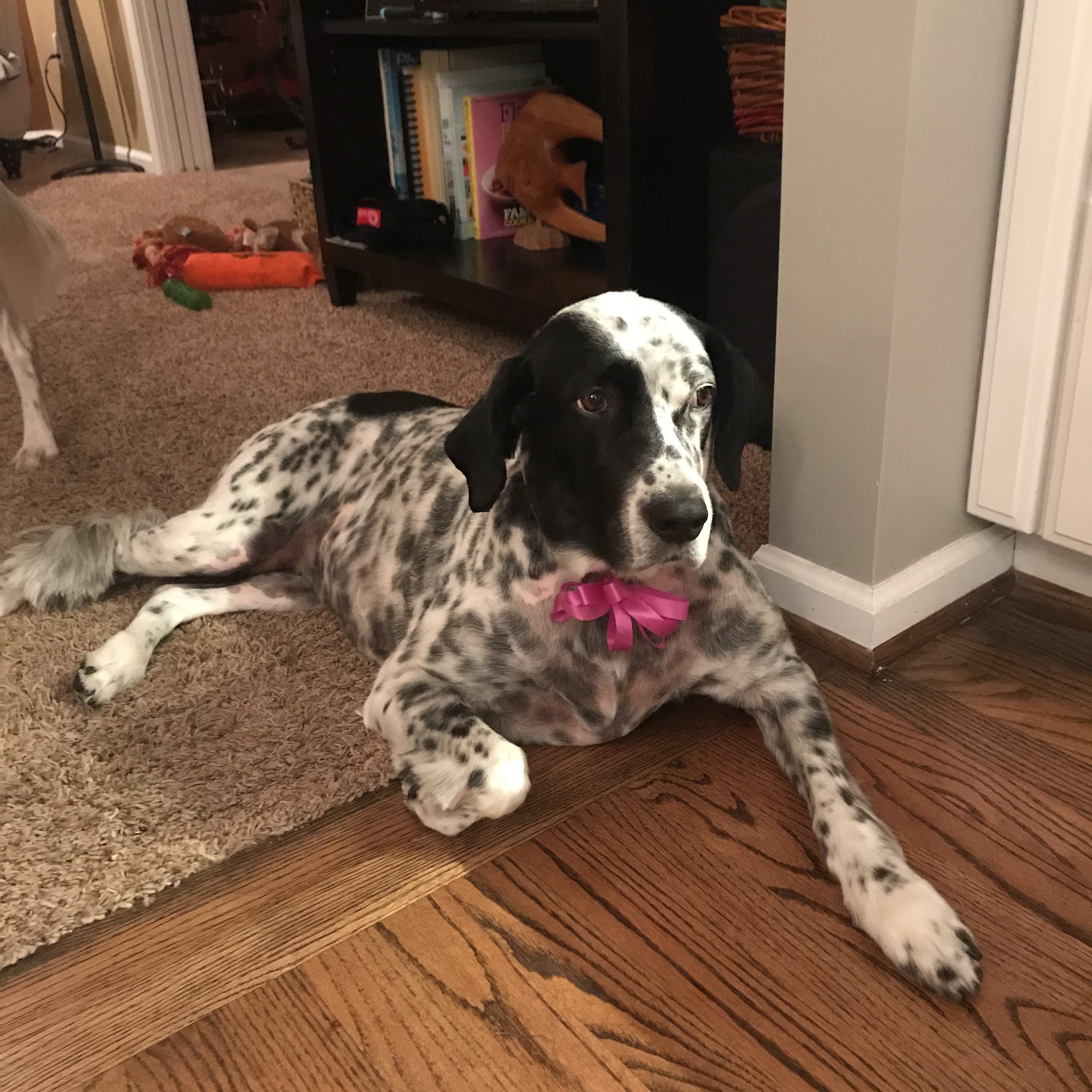 Cedar Knoll Kennels Canandaigua