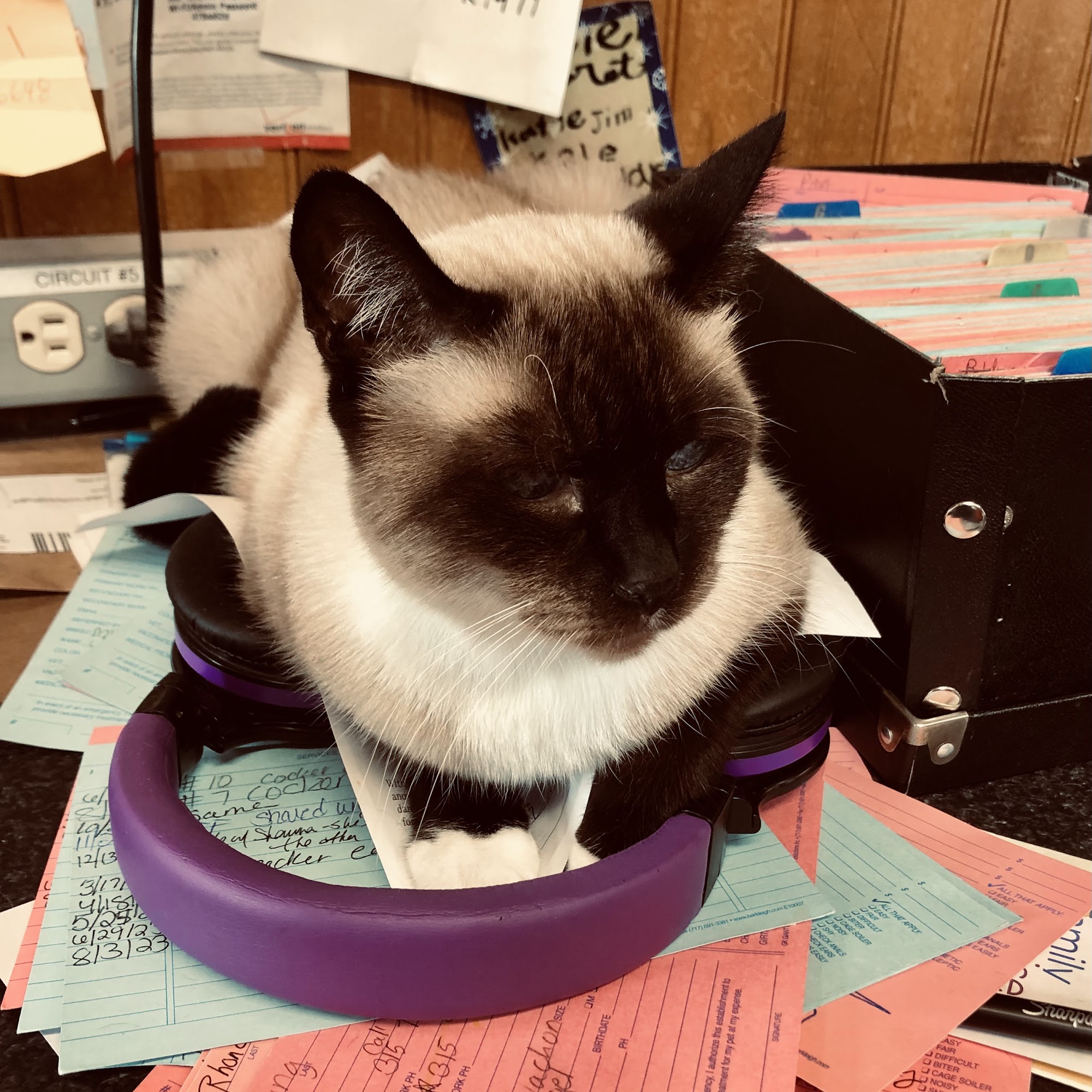 Paws On Main Street Grooming 325 N Main St, Canandaigua New York 14424
