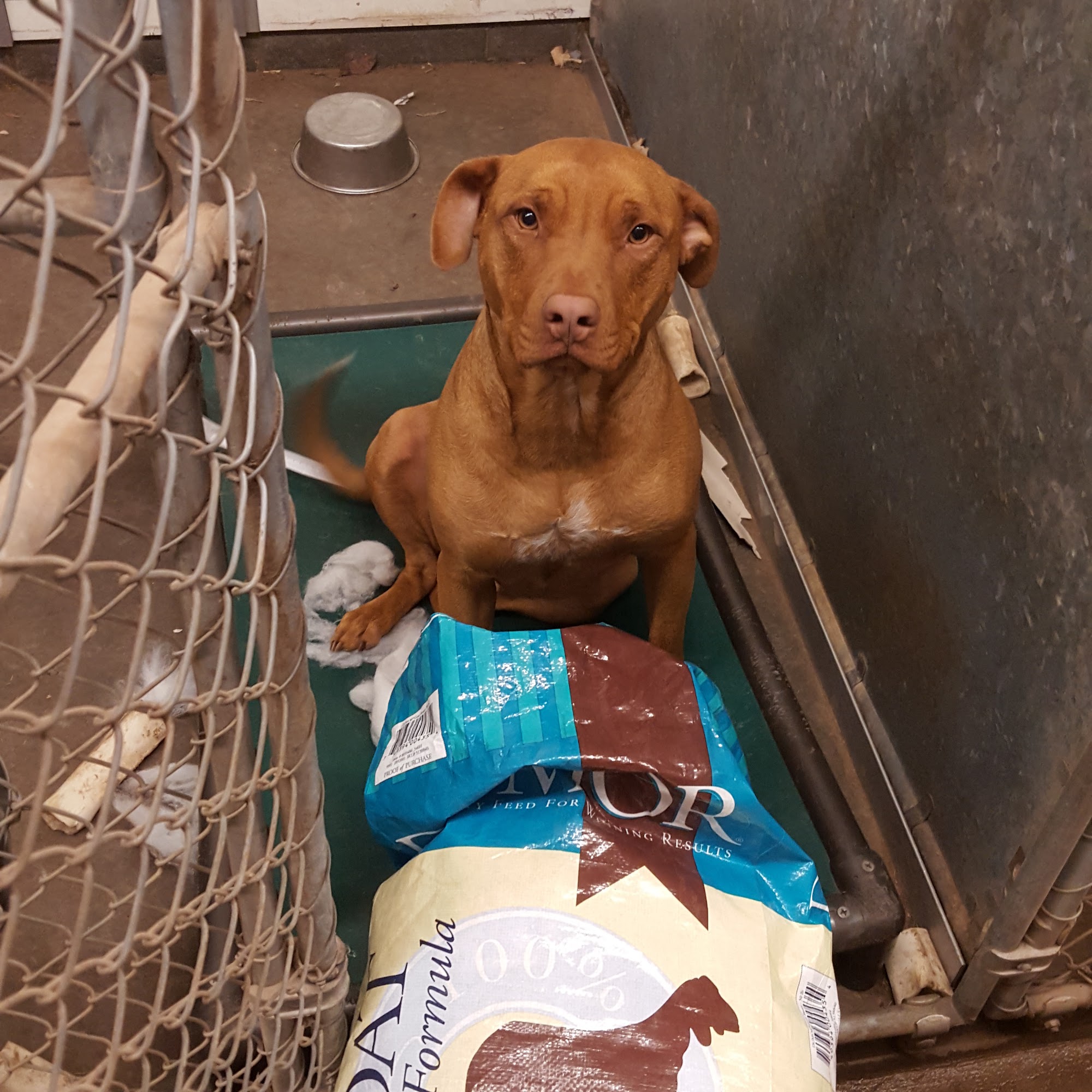 Blue Ribbon Kennels Canastota