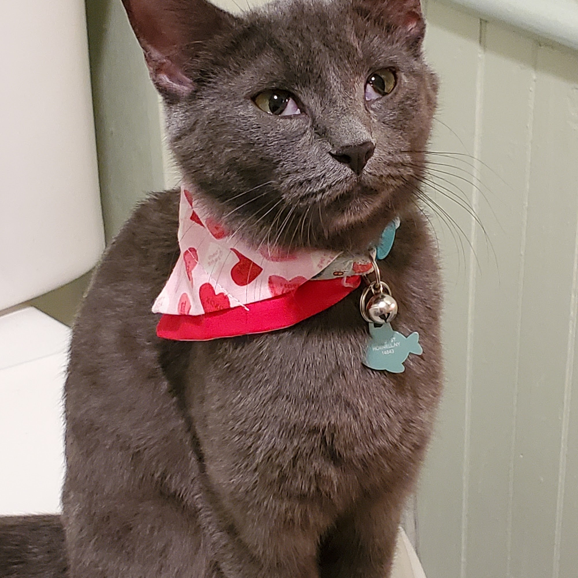 Canisteo Veterinary Hospital