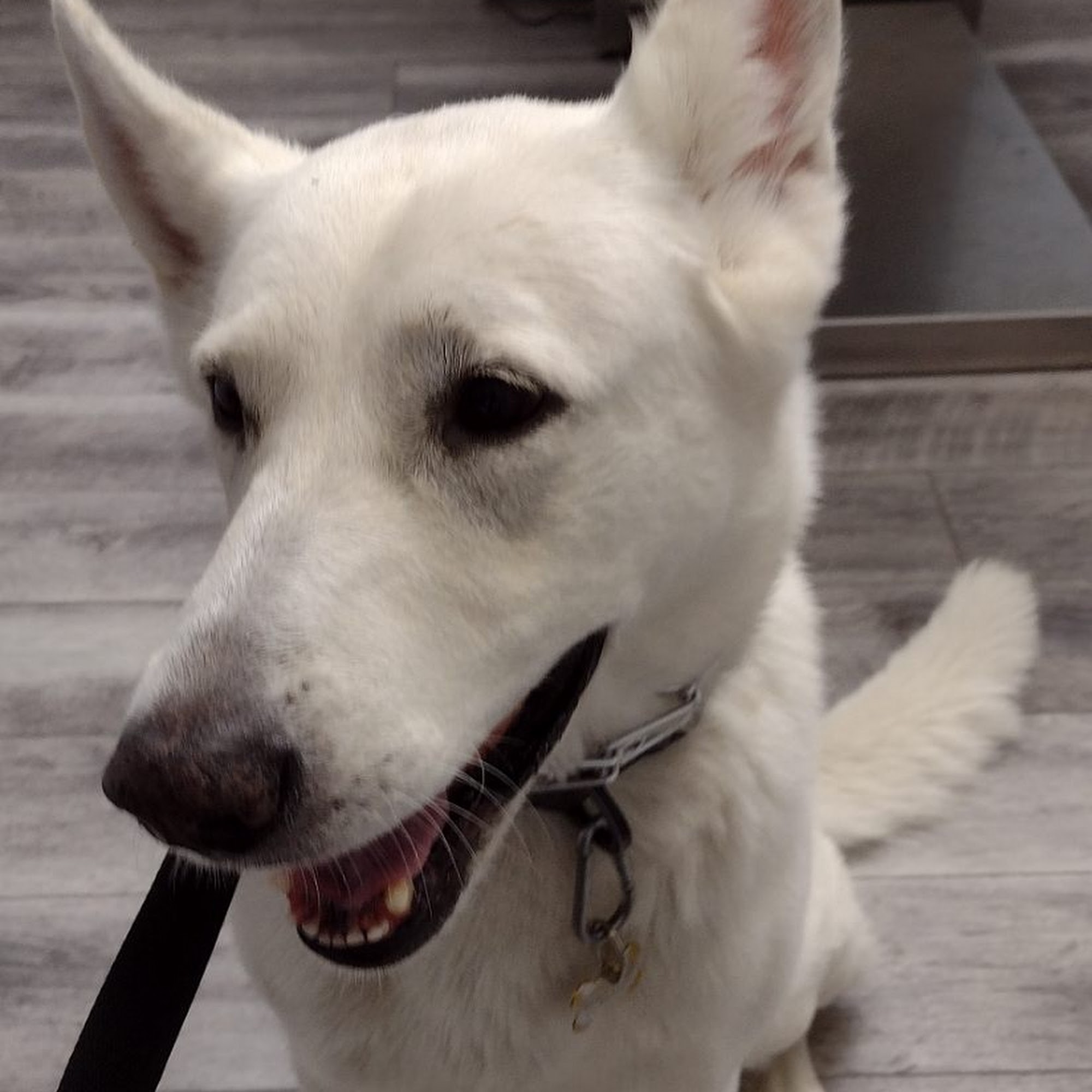 Companion Pet Hospital of Carmel Carmel Hamlet