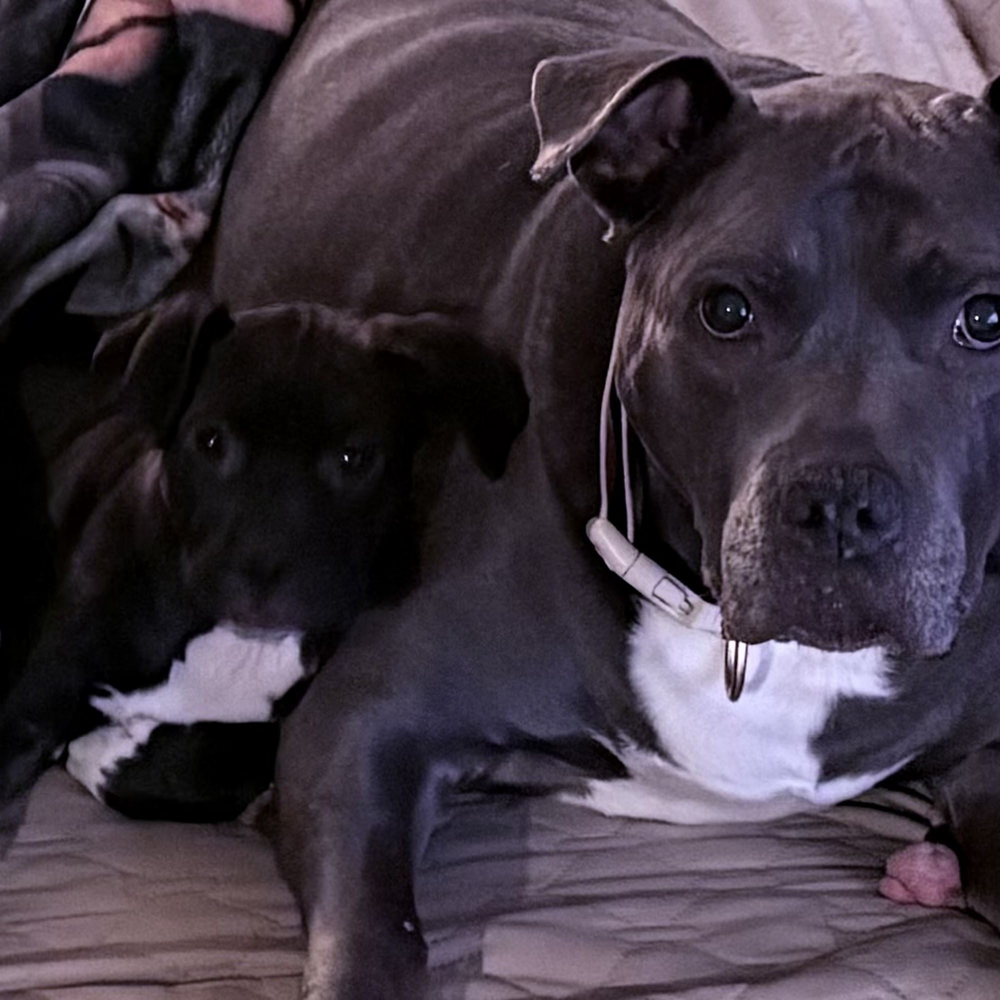 Pawsafe Animal Rescue Carmel Hamlet