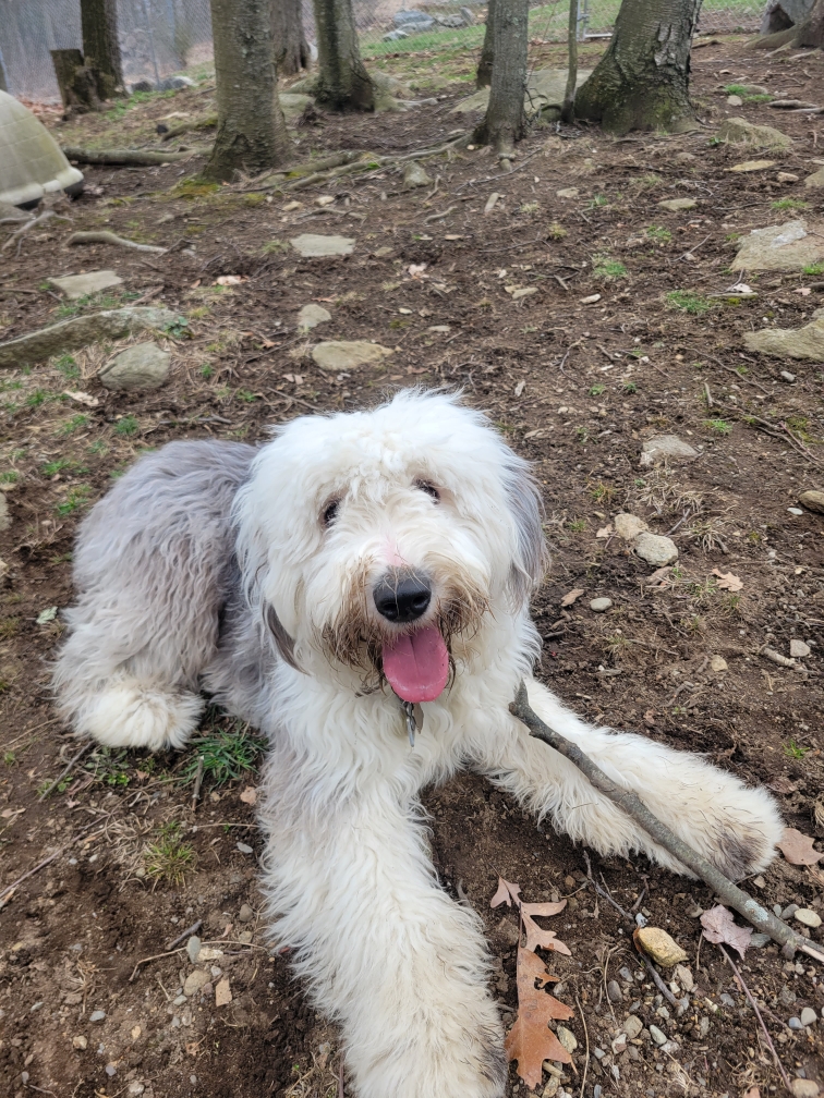 Dogward Bound Carmel Hamlet