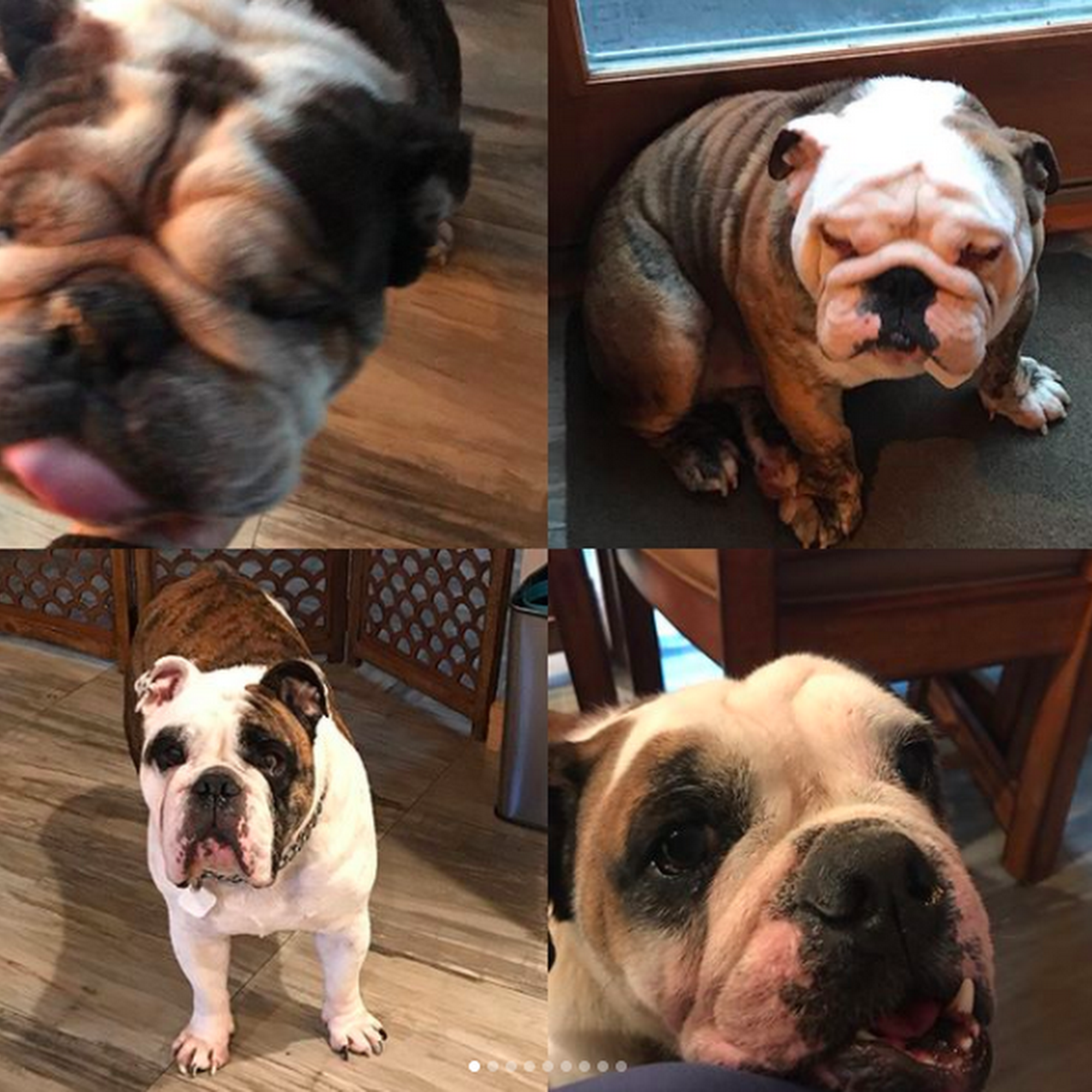 Lori's Leashes, Inc. Carmel Hamlet