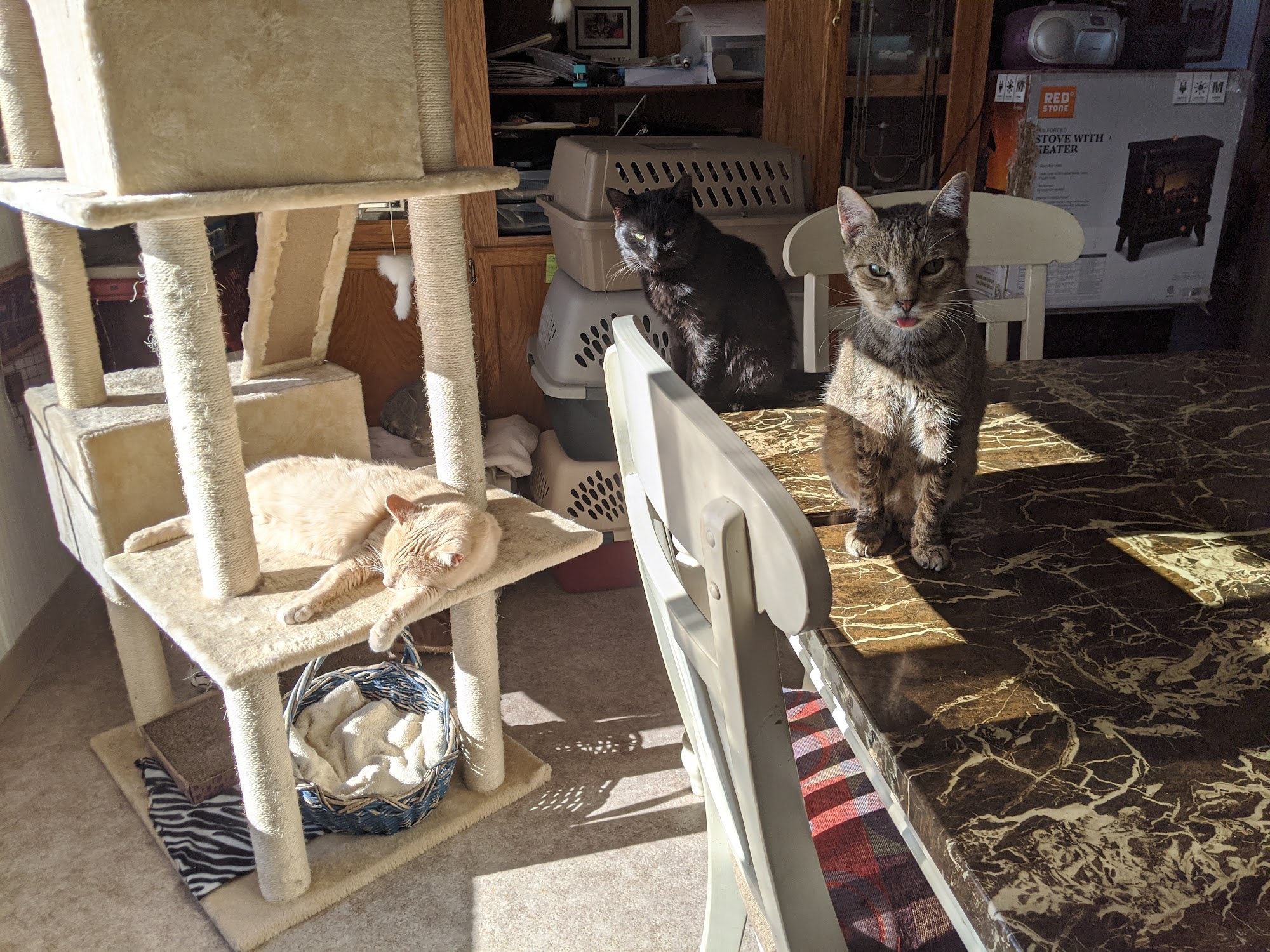 A NEW START KITTY SHELTER Castile