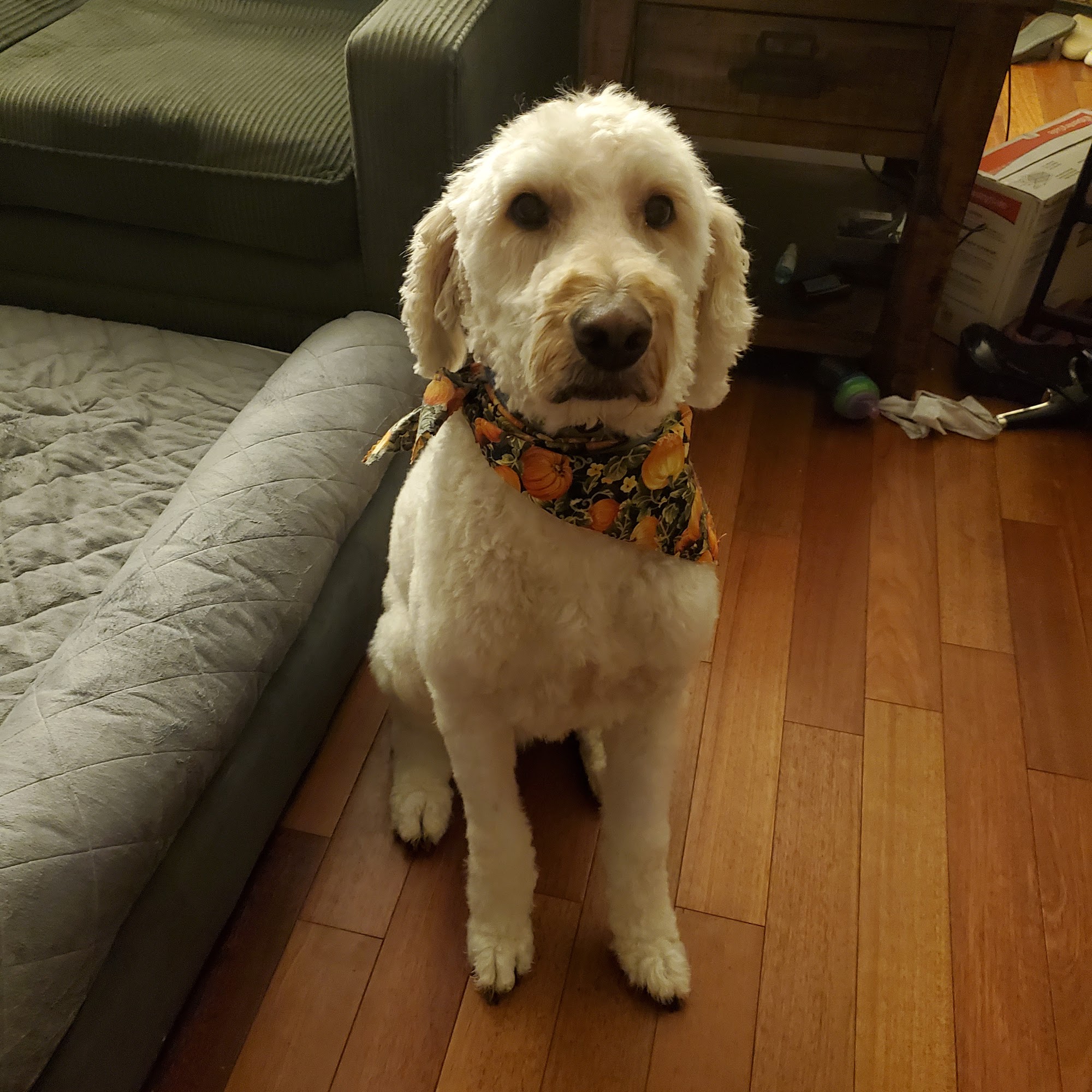 Critter Clippers Castleton-on-Hudson