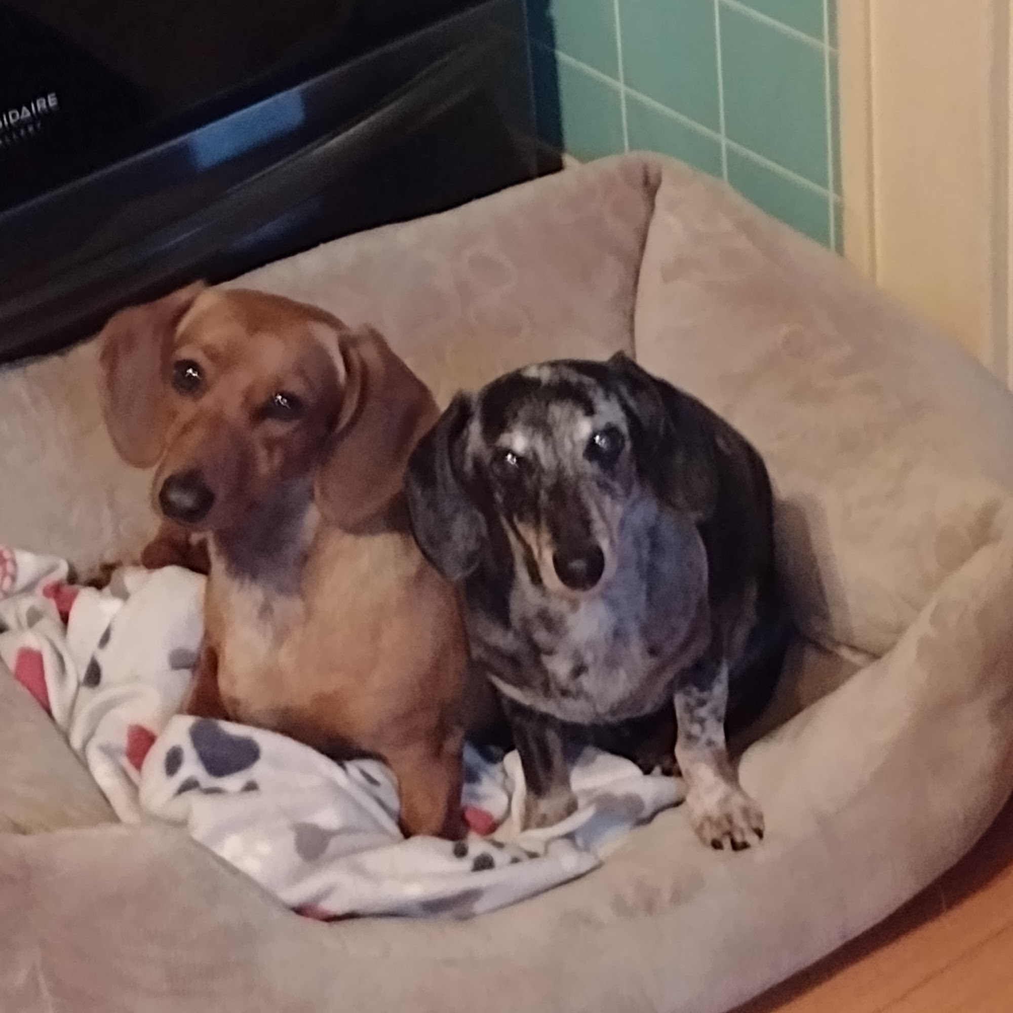 Little Land Kennels LLC 11259 Short Cut Rd, Cato New York 13033