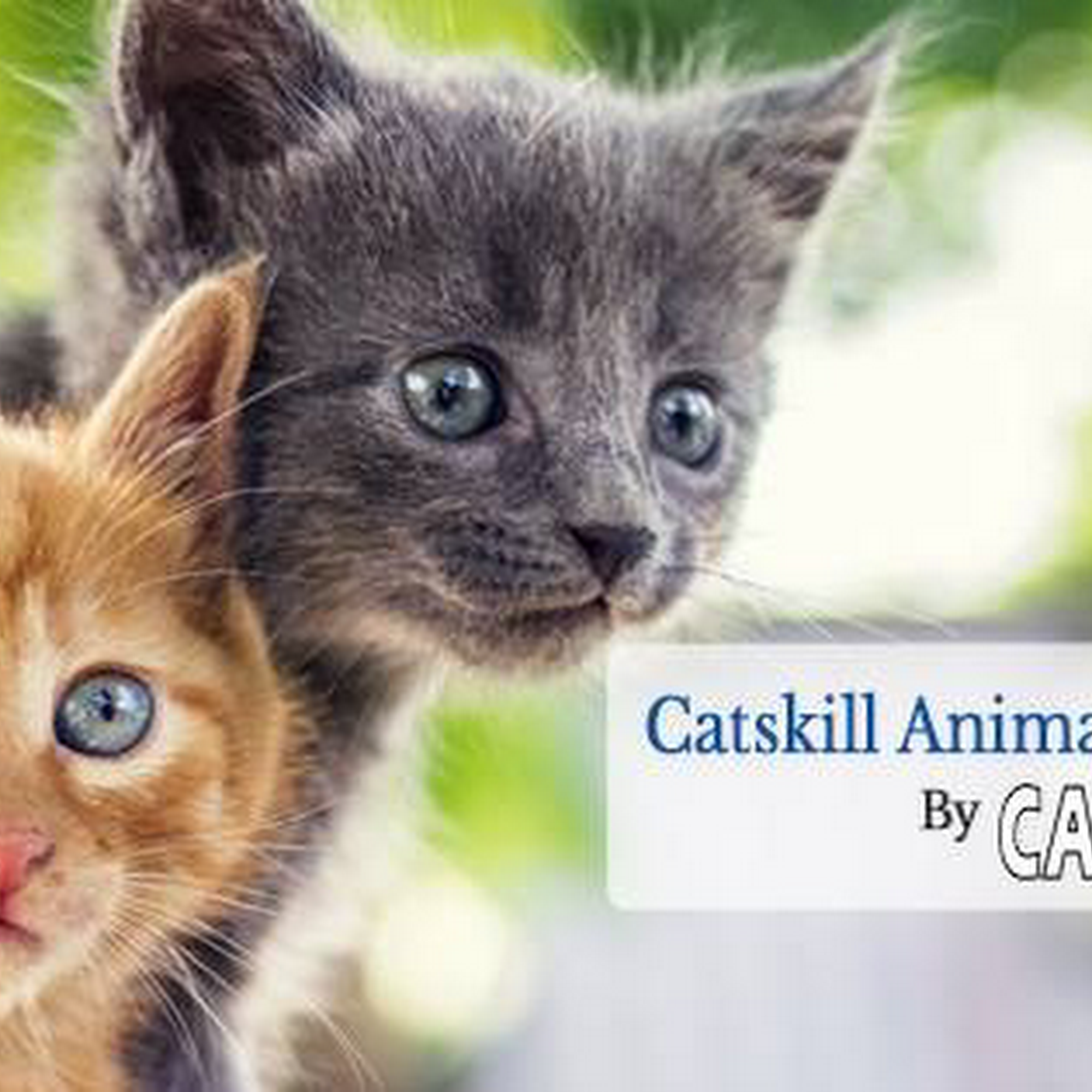 Catskill Animal Hospital Catskill