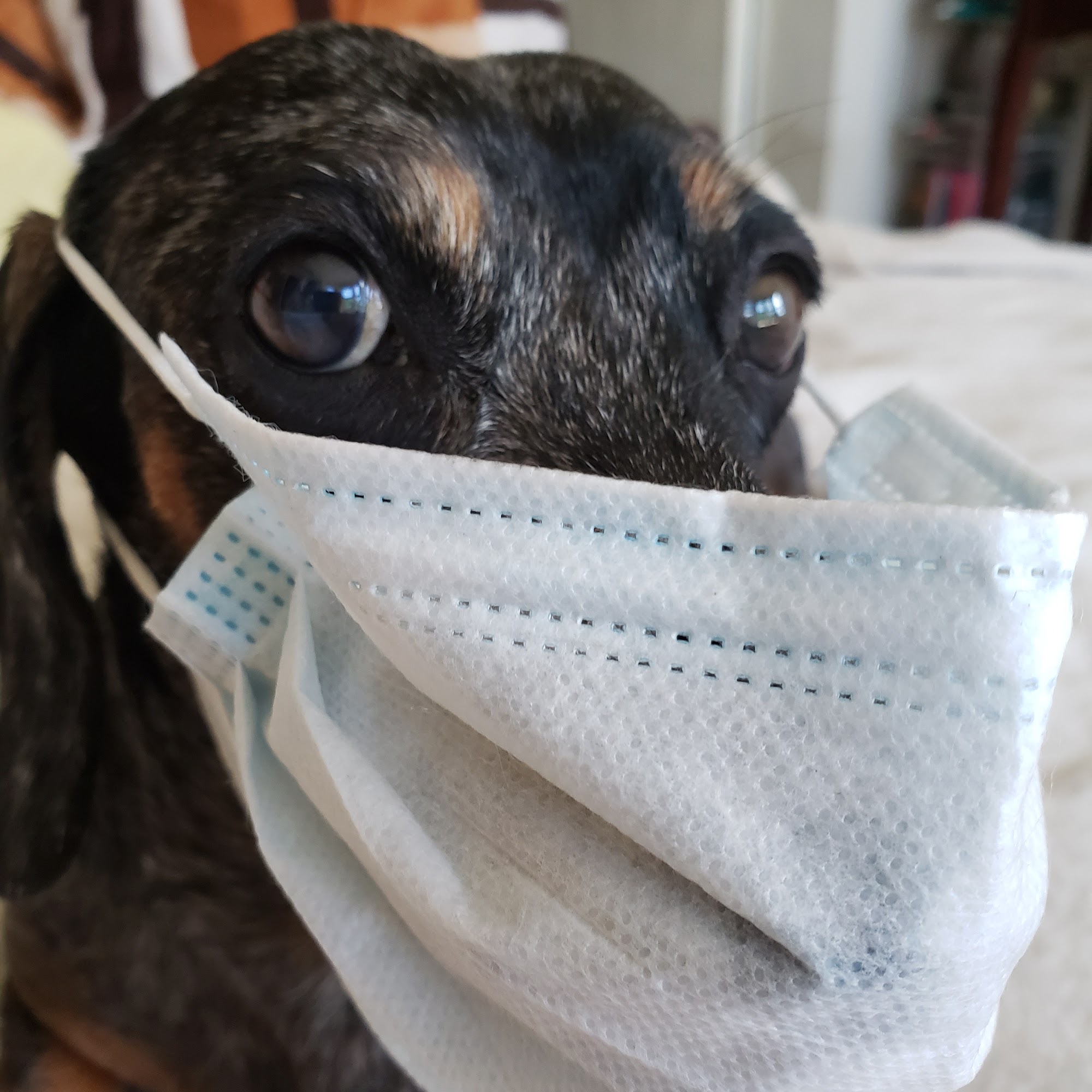 The Moriches Hospital For Animals Center Moriches