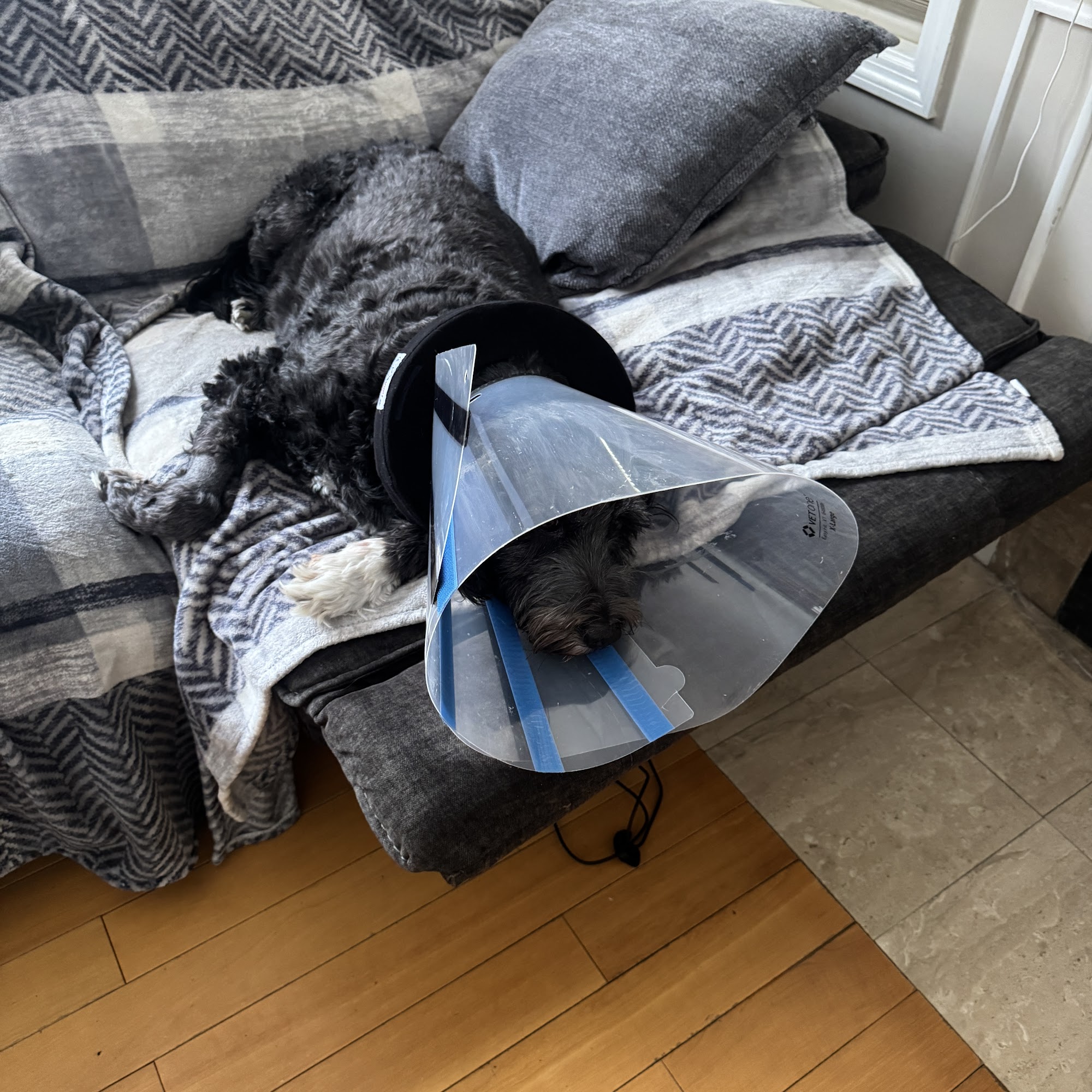 Animal Medical Hospital of Centereach Centereach