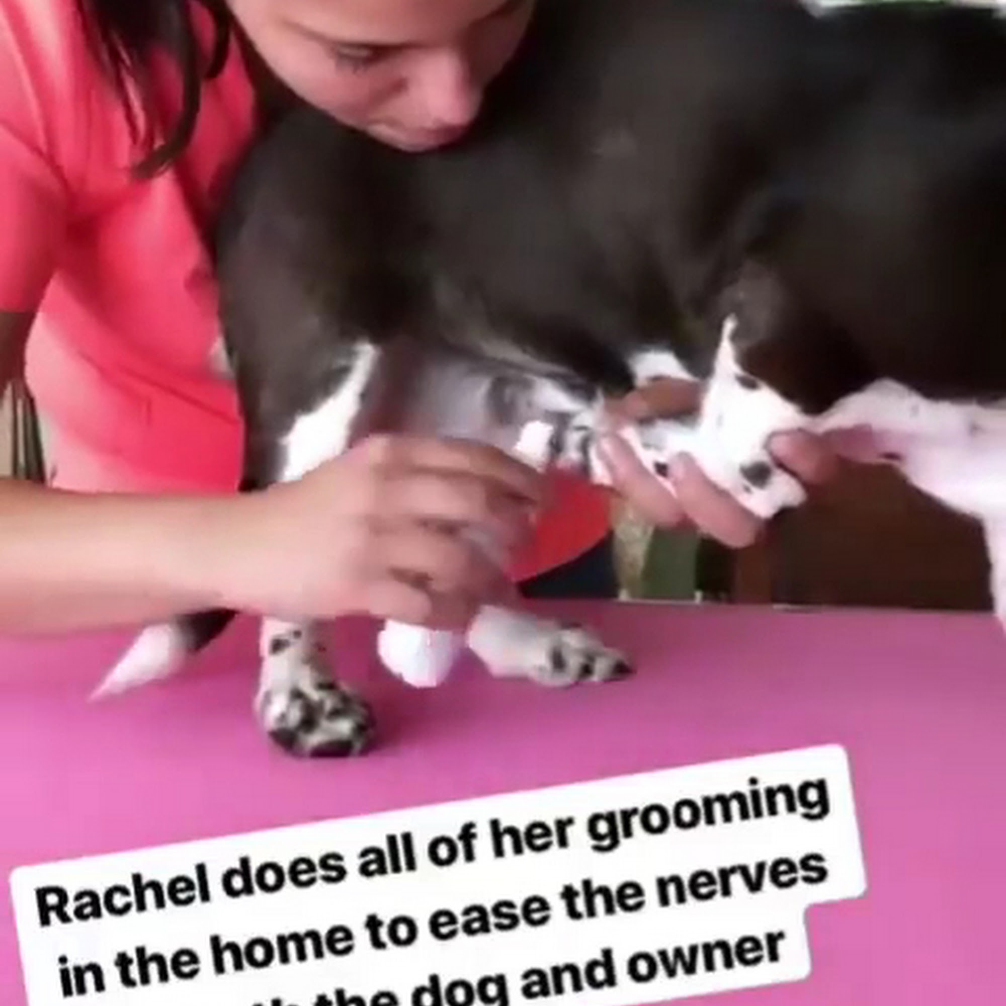 Woof Woof Mobile Dog Grooming Centereach