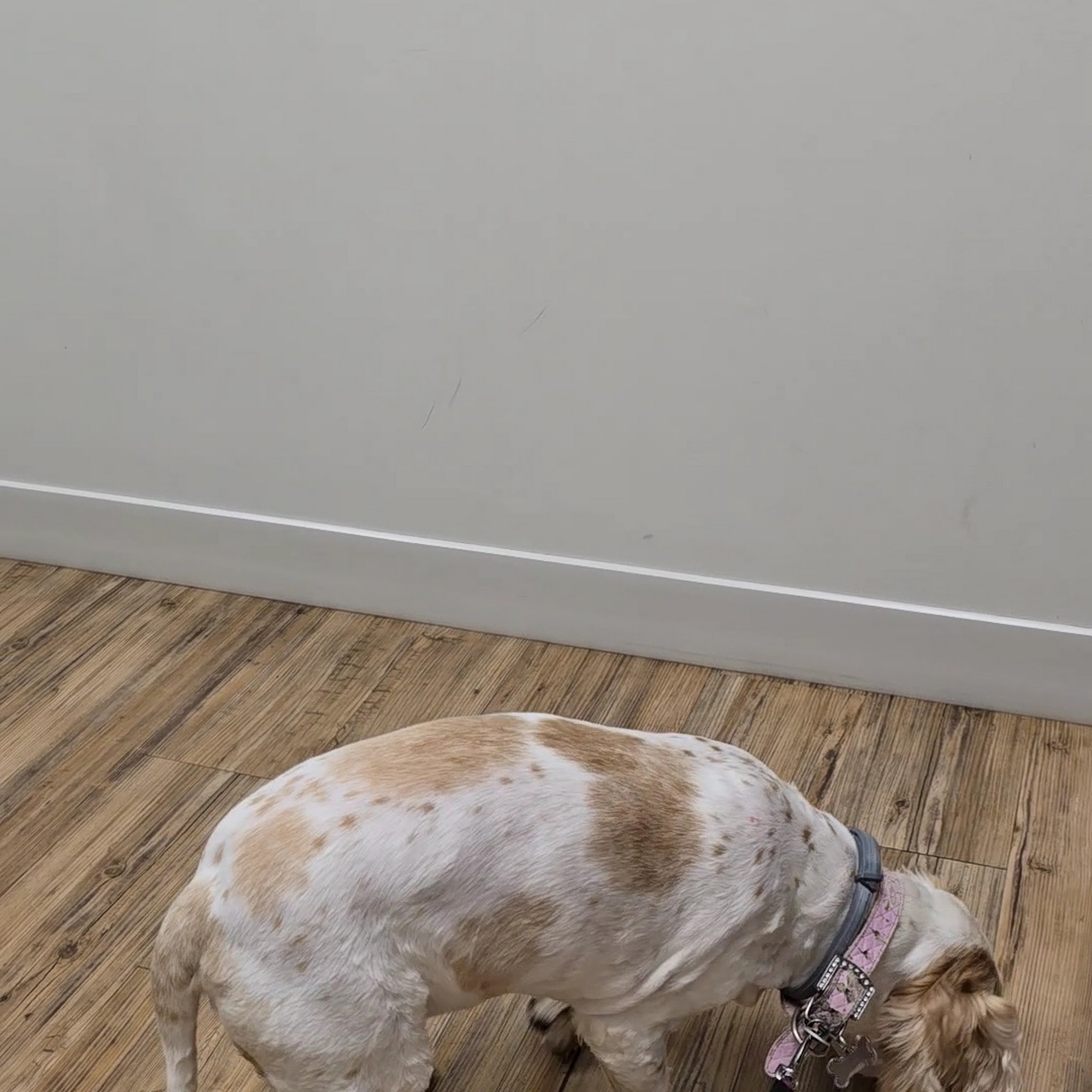 Highland Animal Hospital Central Square