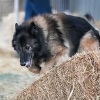 Central Bark Canine Events Central Square