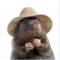 Central Bark Canine Events Central Square