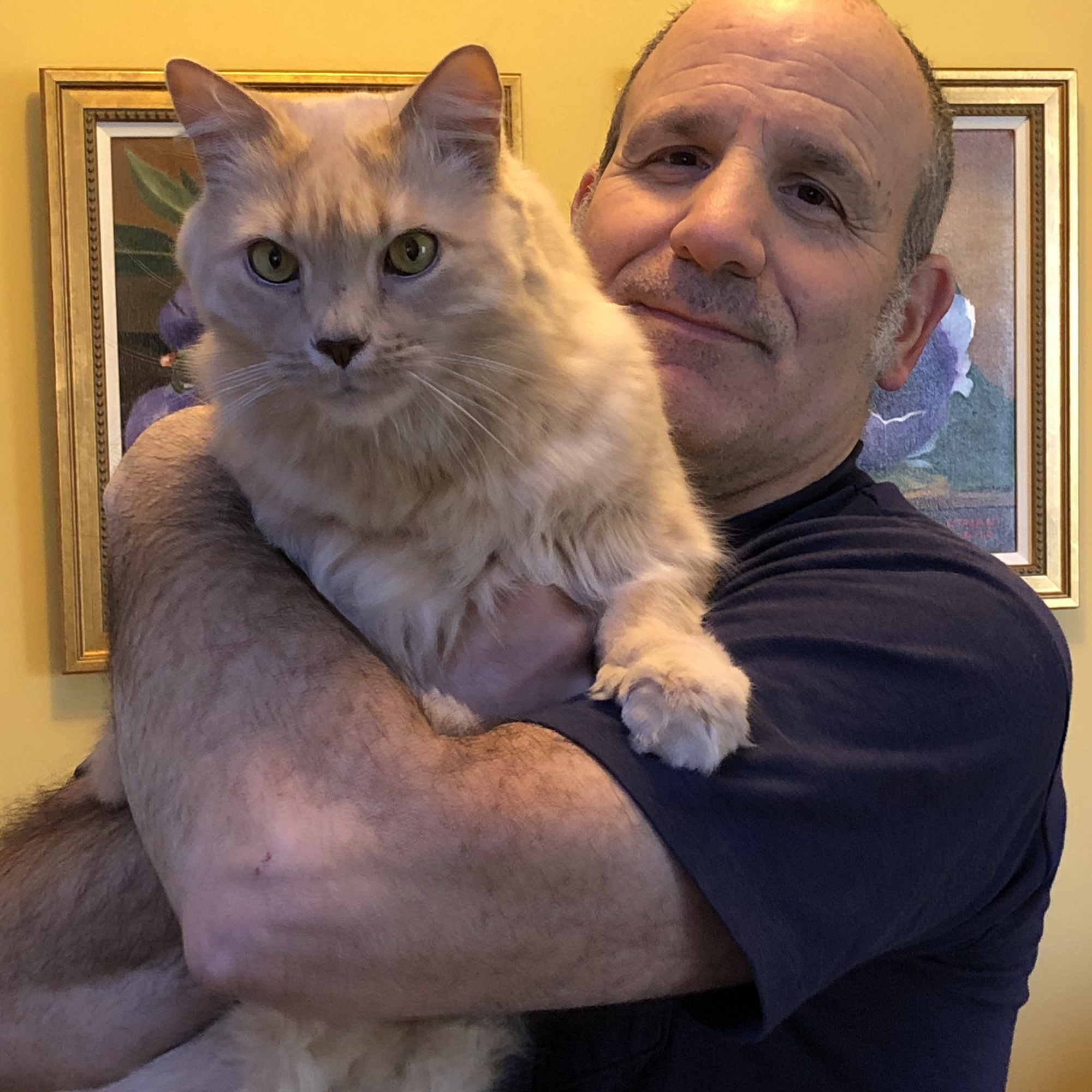 Central Valley Animal Hospital & Cat Veterinary Clinic Central Valley